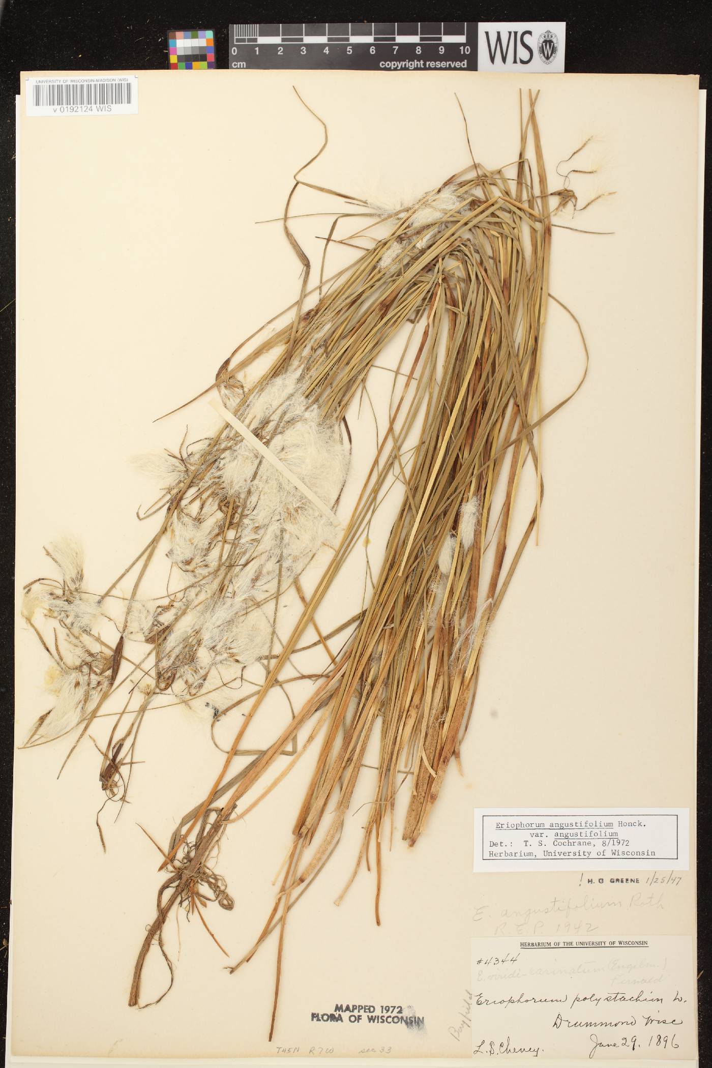 Eriophorum angustifolium subsp. angustifolium image