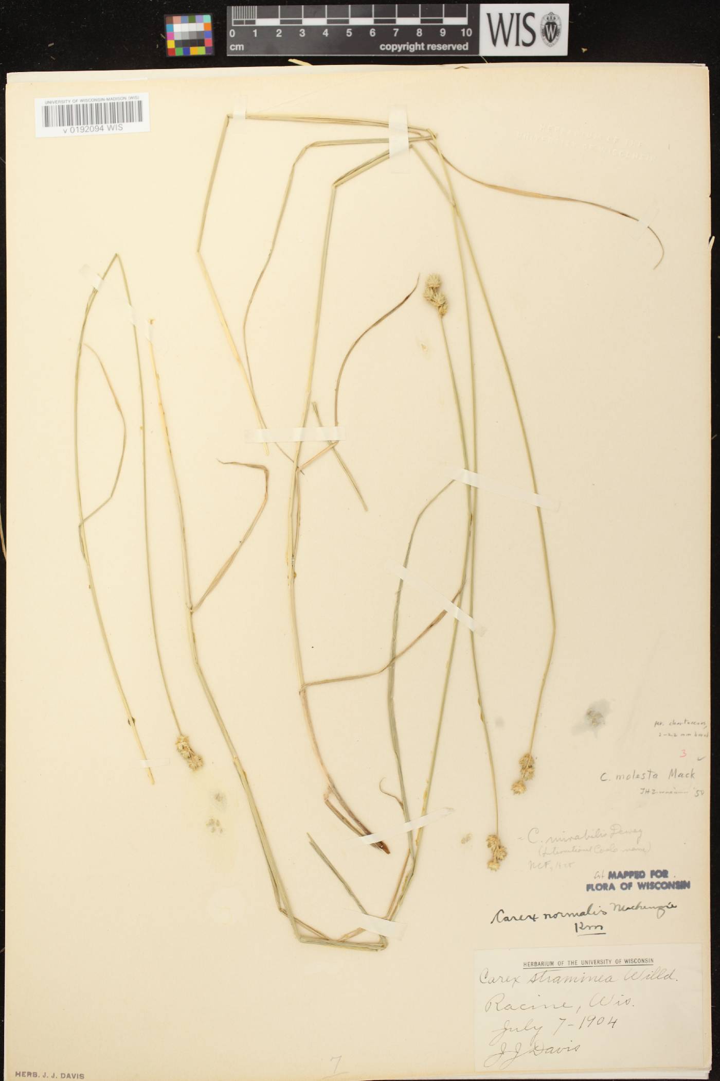 Carex molesta image