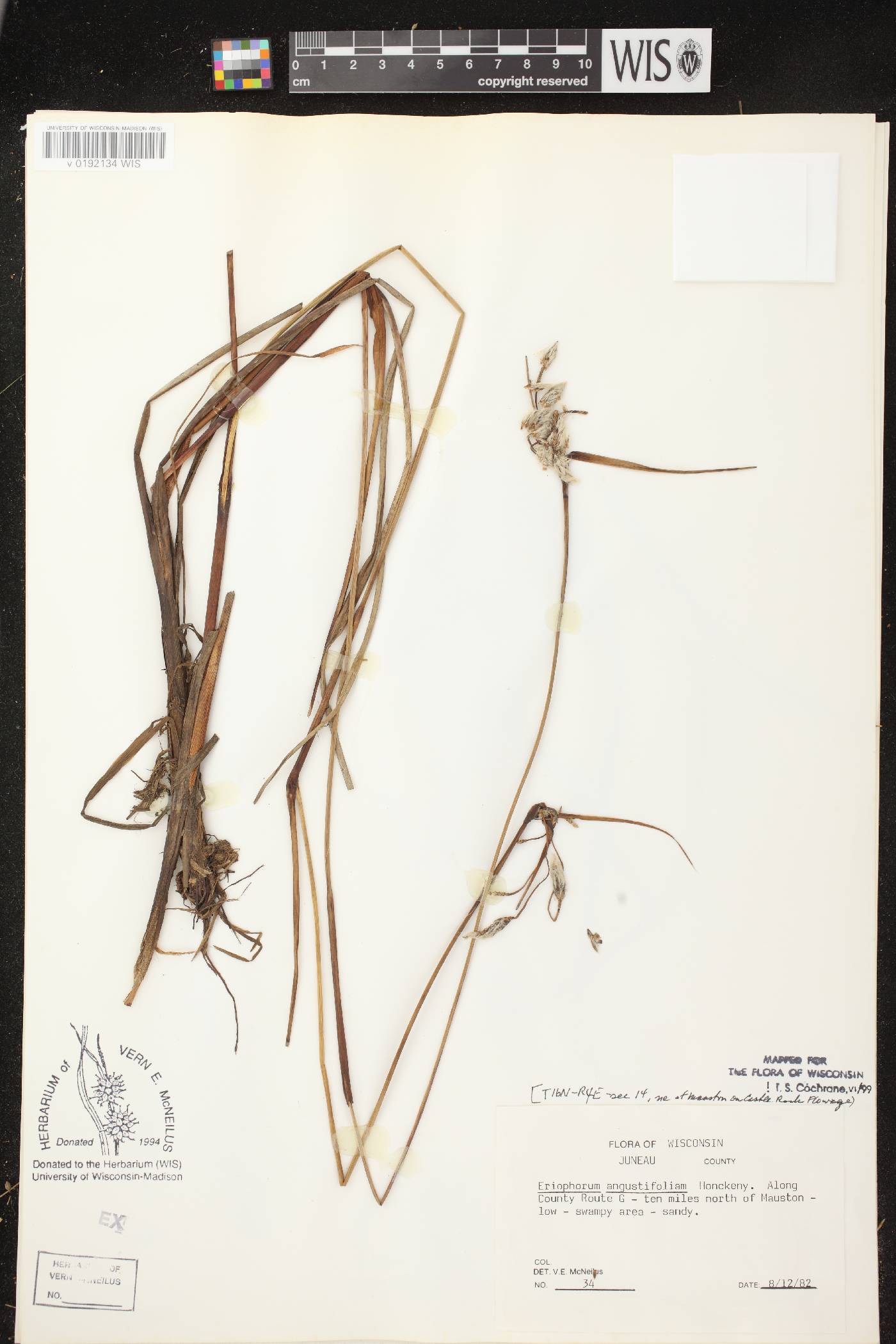 Eriophorum angustifolium subsp. angustifolium image