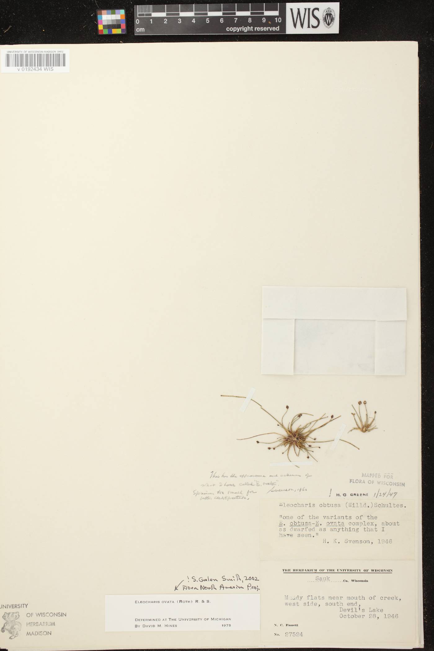 Eleocharis ovata image