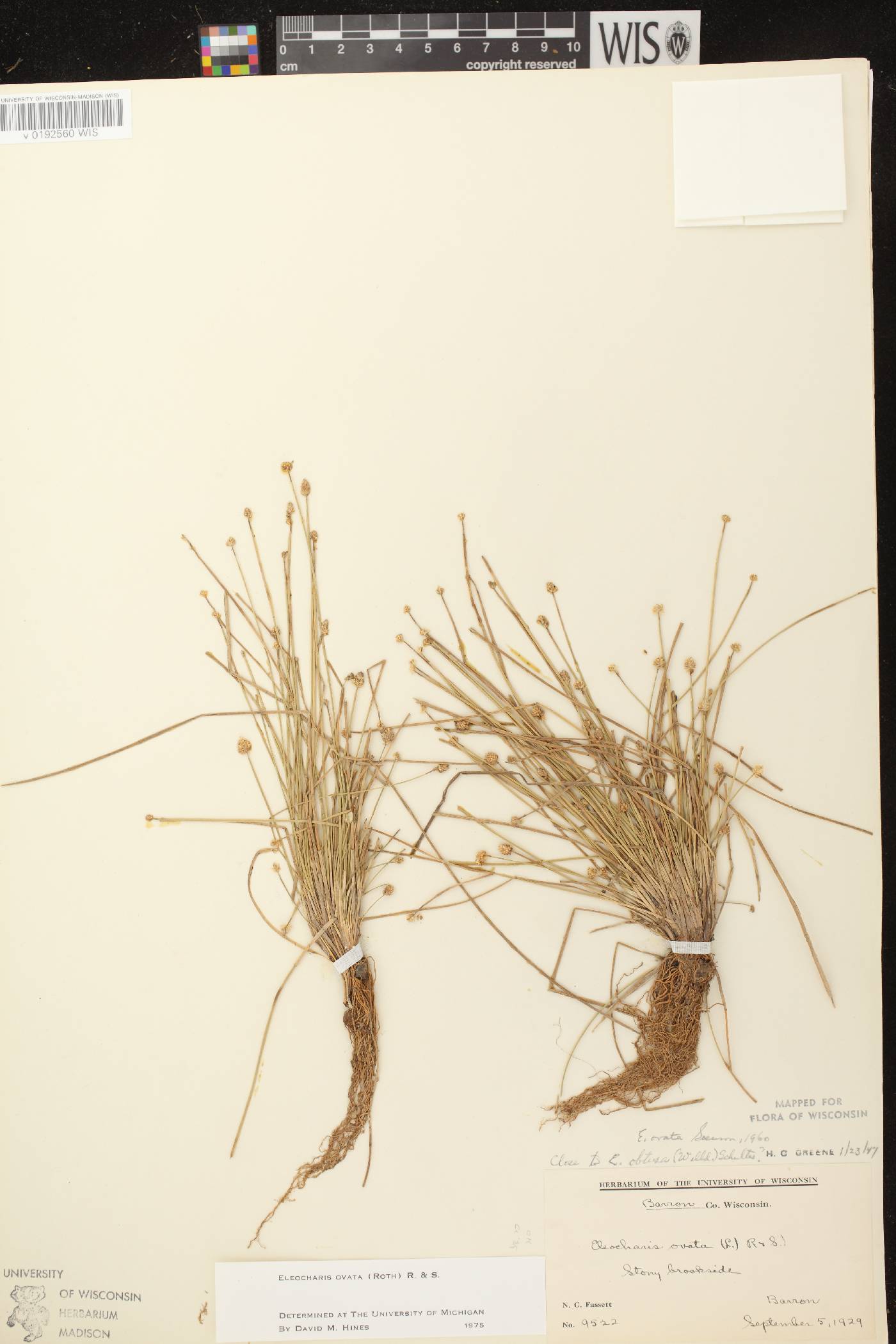 Eleocharis ovata image