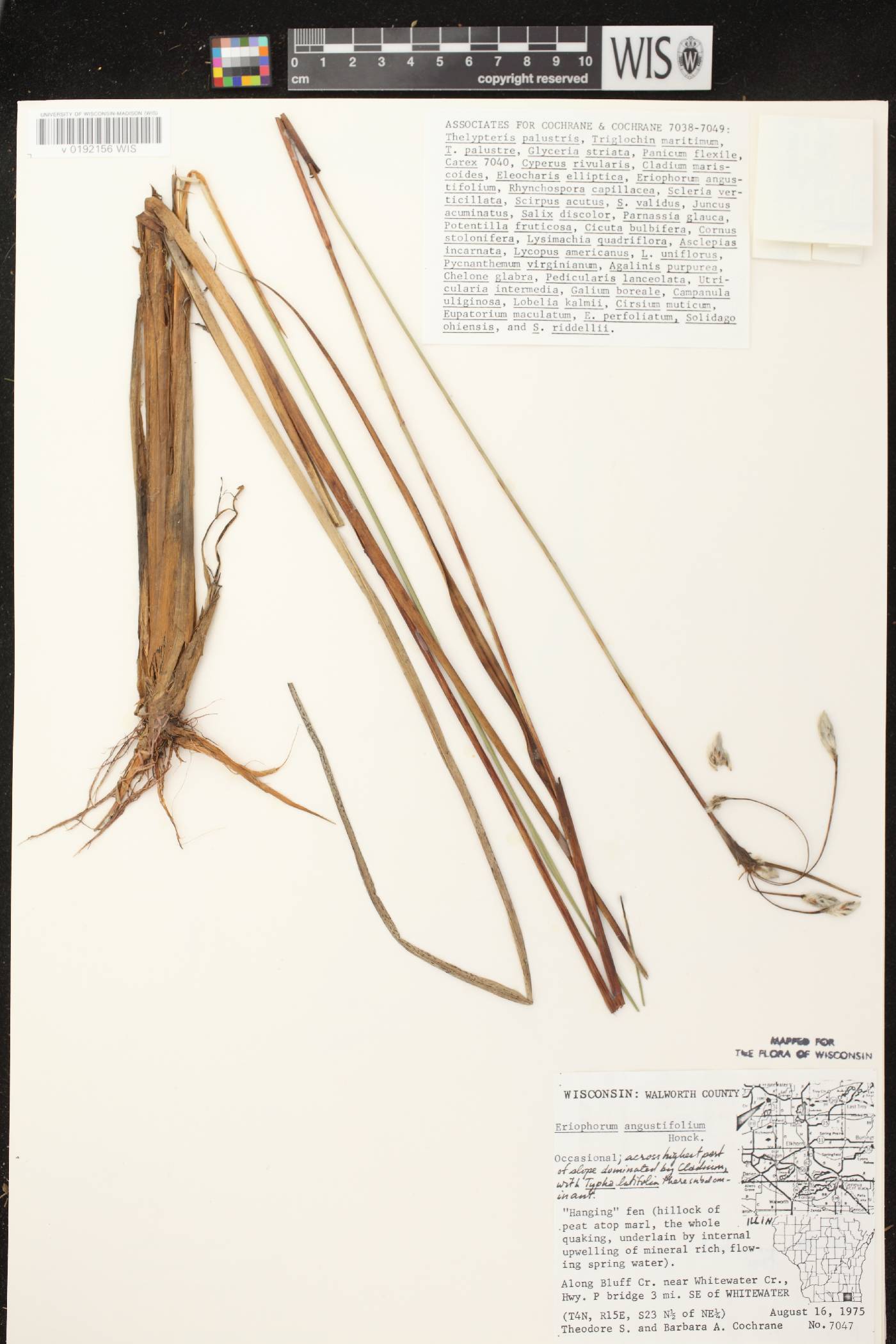 Eriophorum angustifolium subsp. angustifolium image