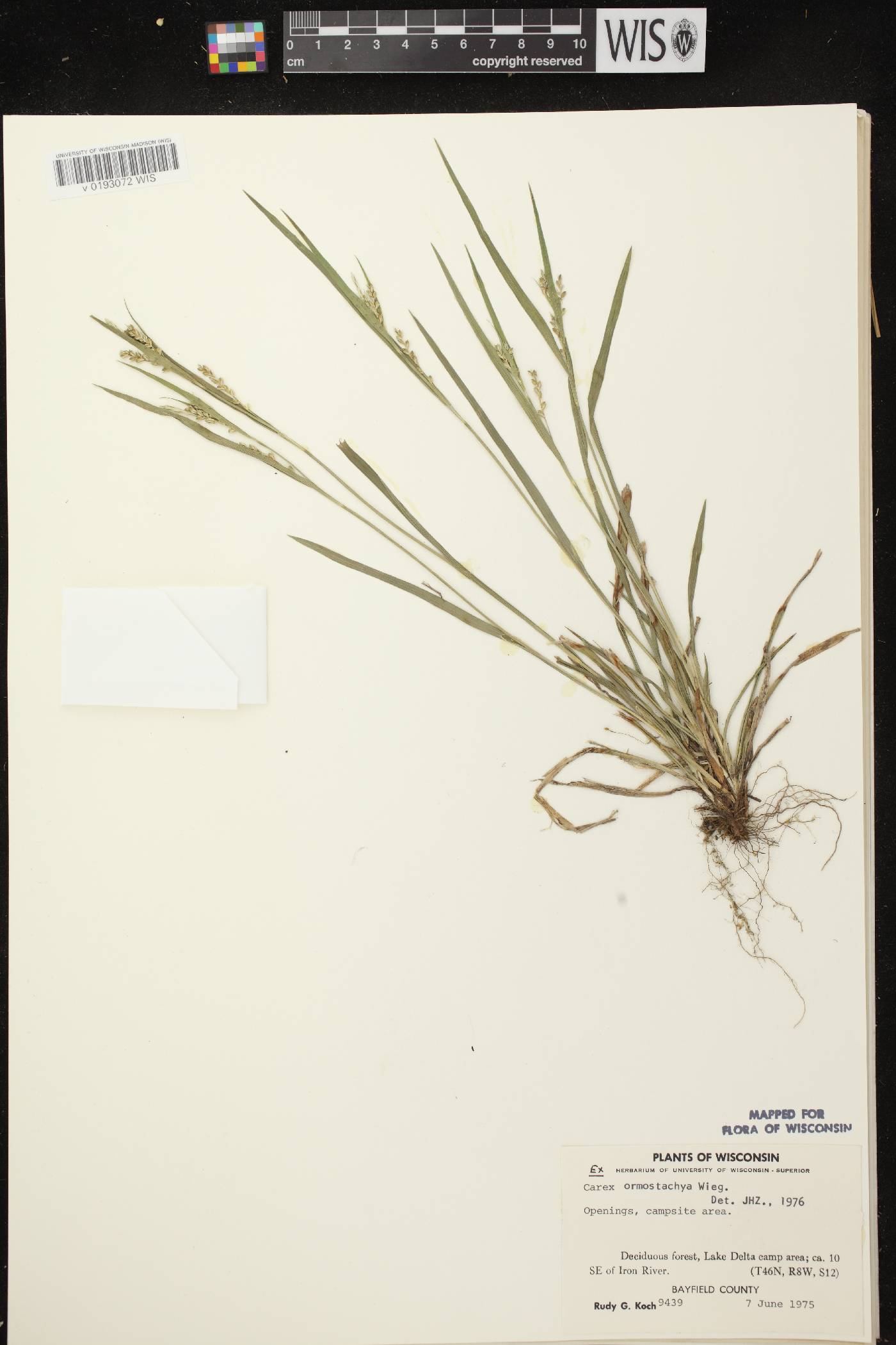 Carex ormostachya image