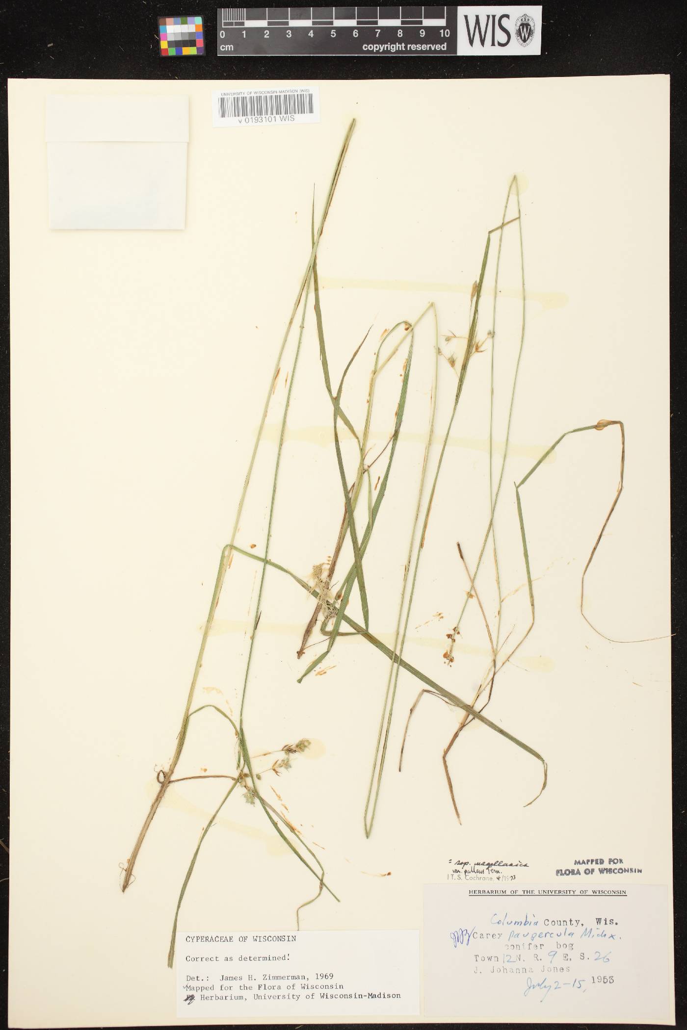 Carex magellanica image