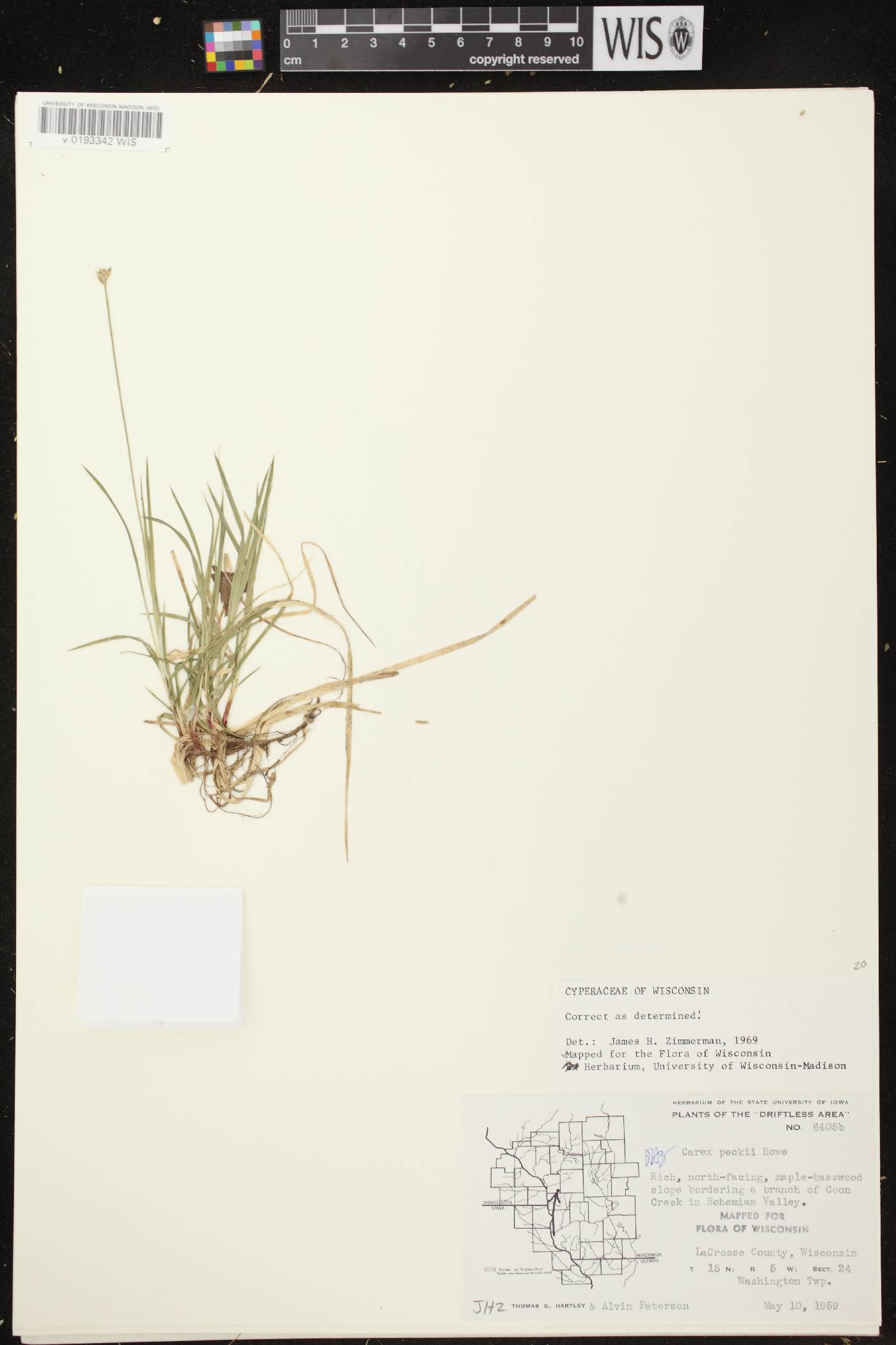 Carex peckii image