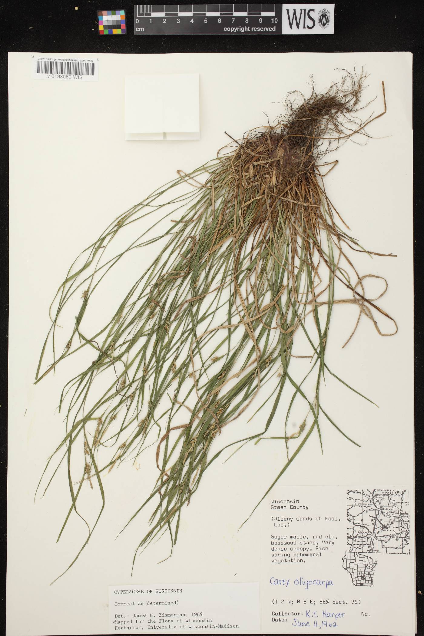 Carex oligocarpa image