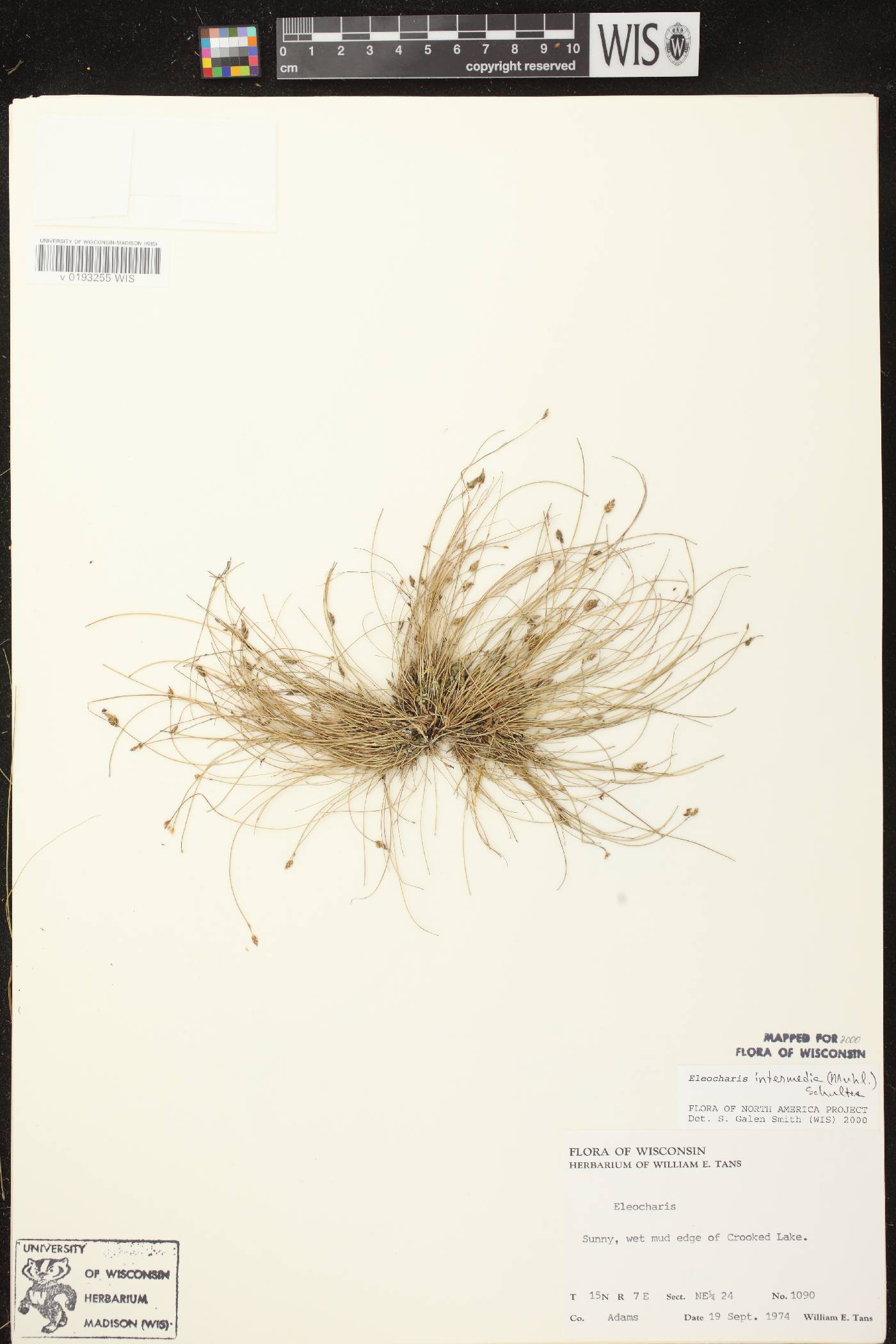 Eleocharis intermedia image