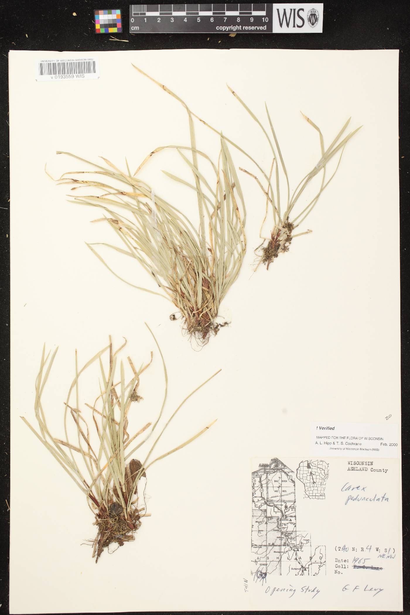 Carex pedunculata image