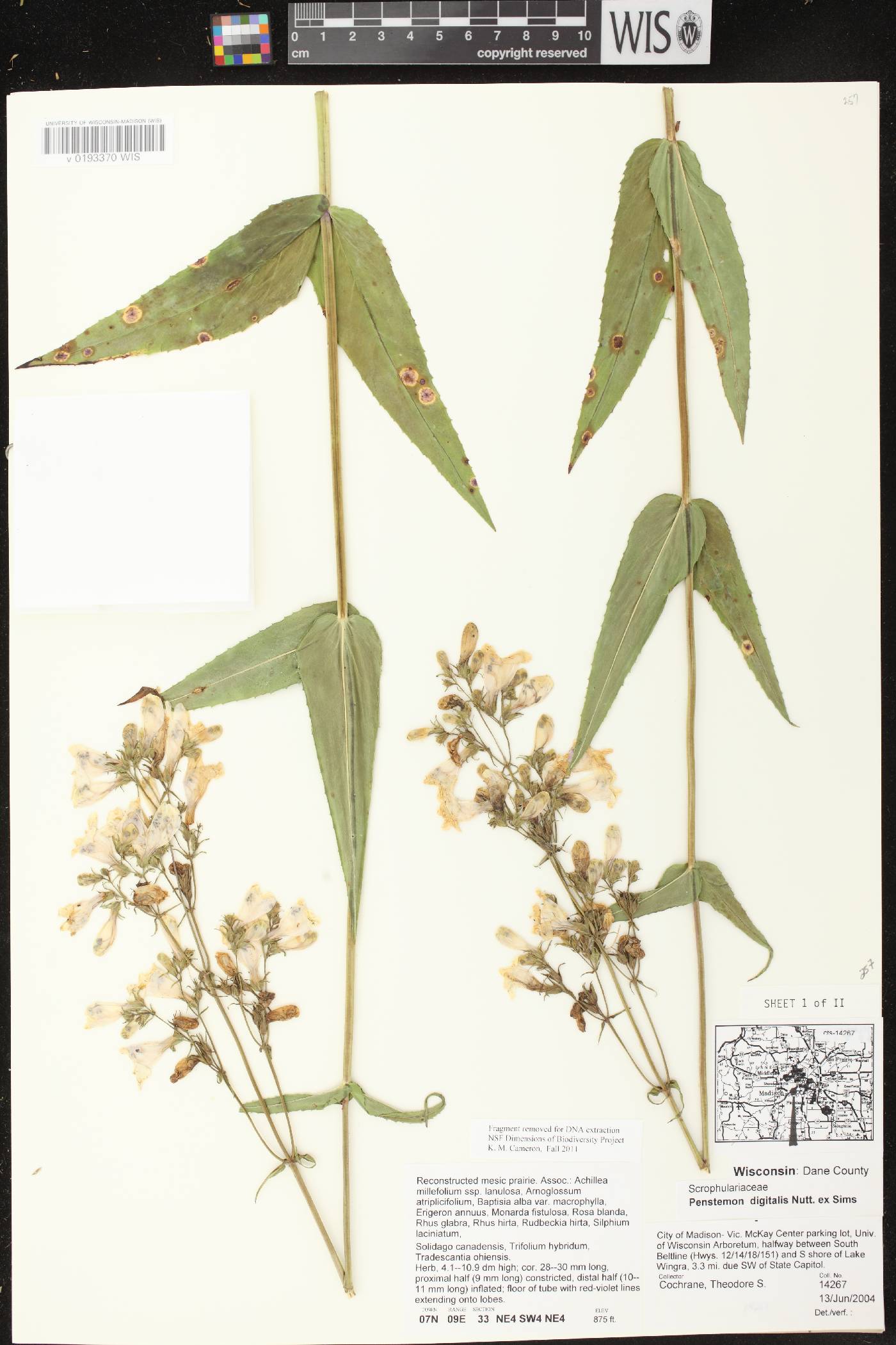 Penstemon digitalis image