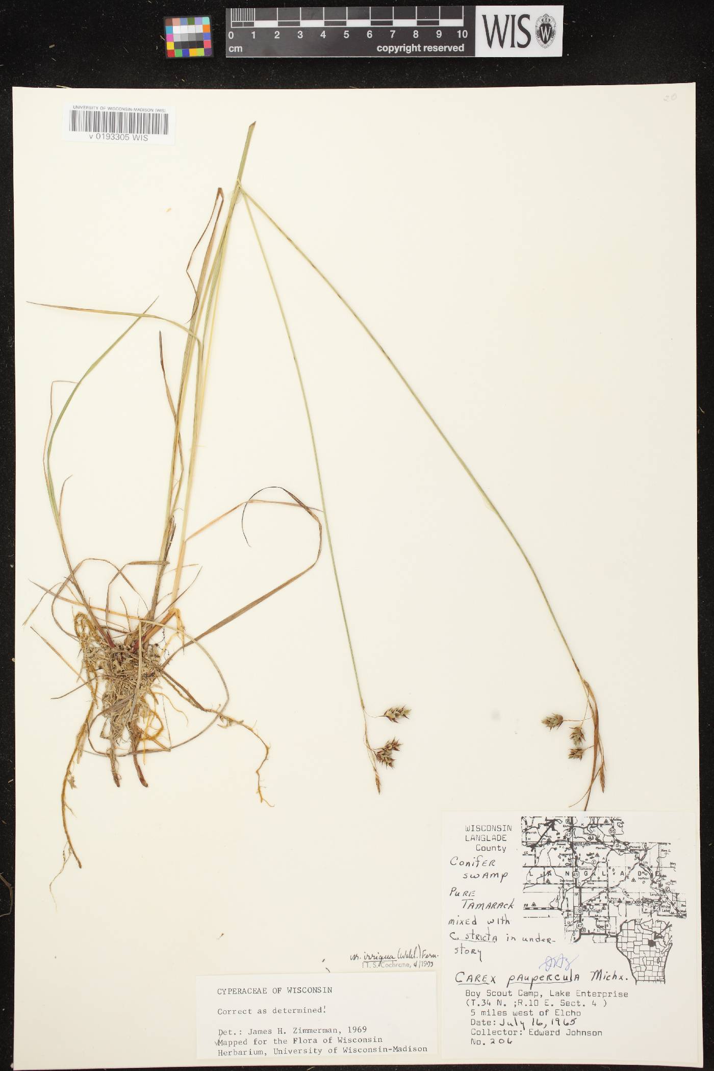 Carex magellanica image