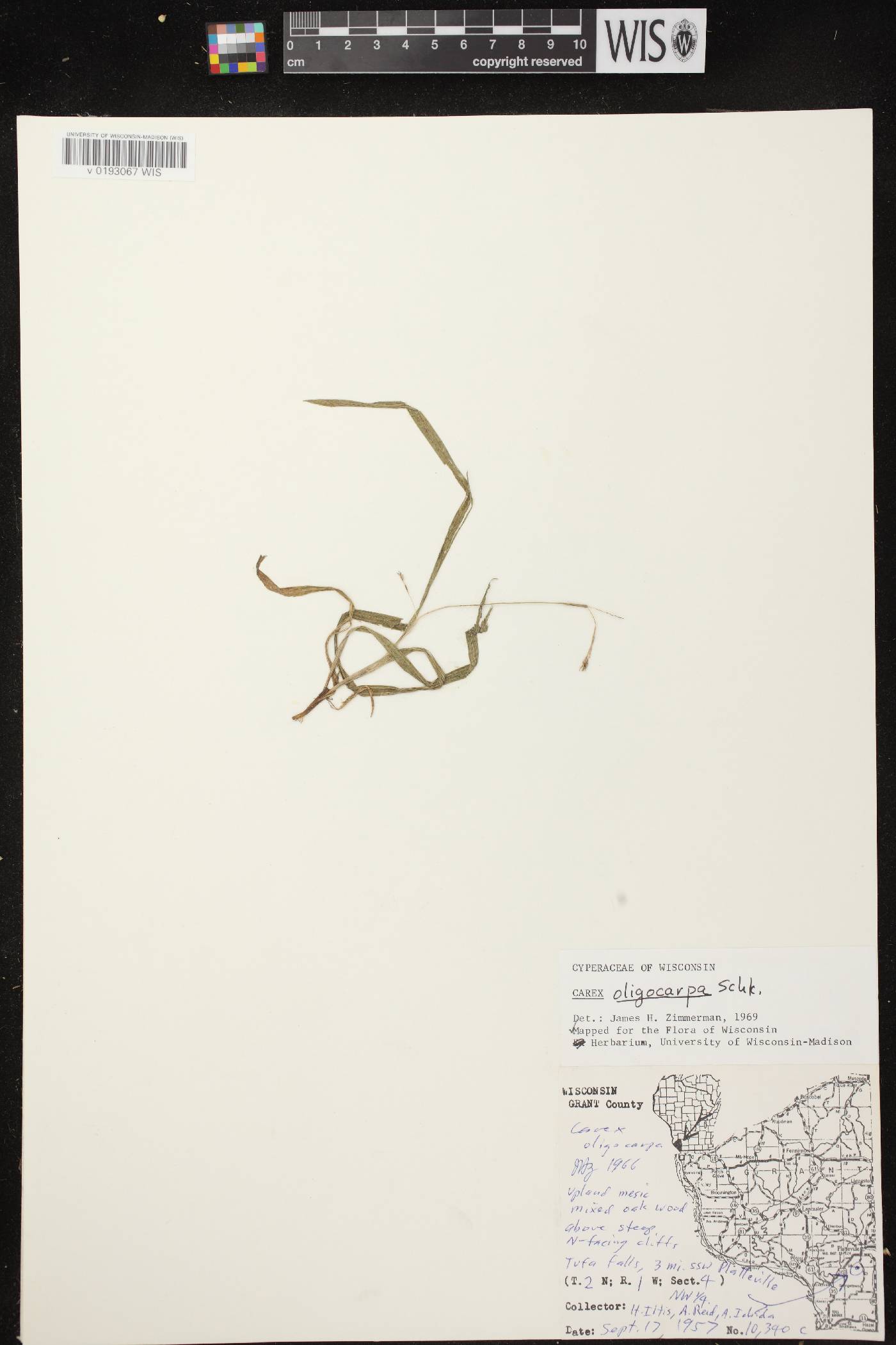 Carex oligocarpa image
