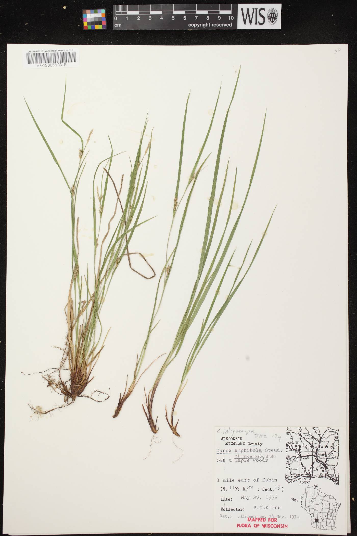 Carex oligocarpa image