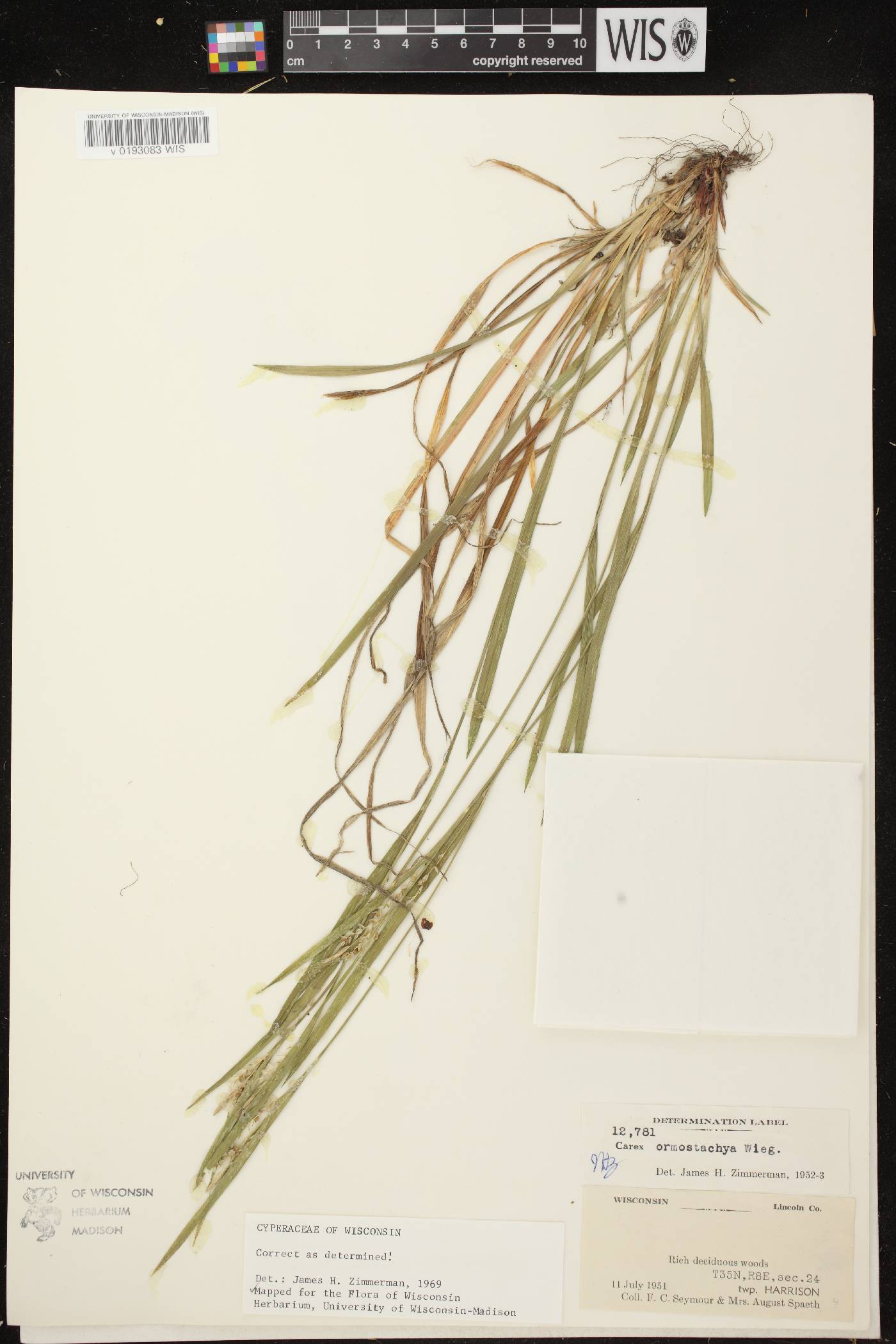 Carex ormostachya image