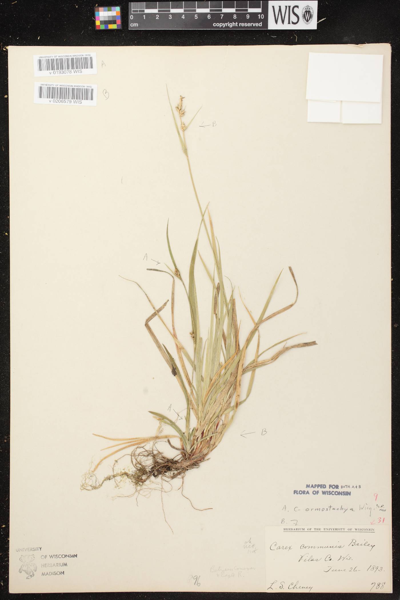 Carex ormostachya image