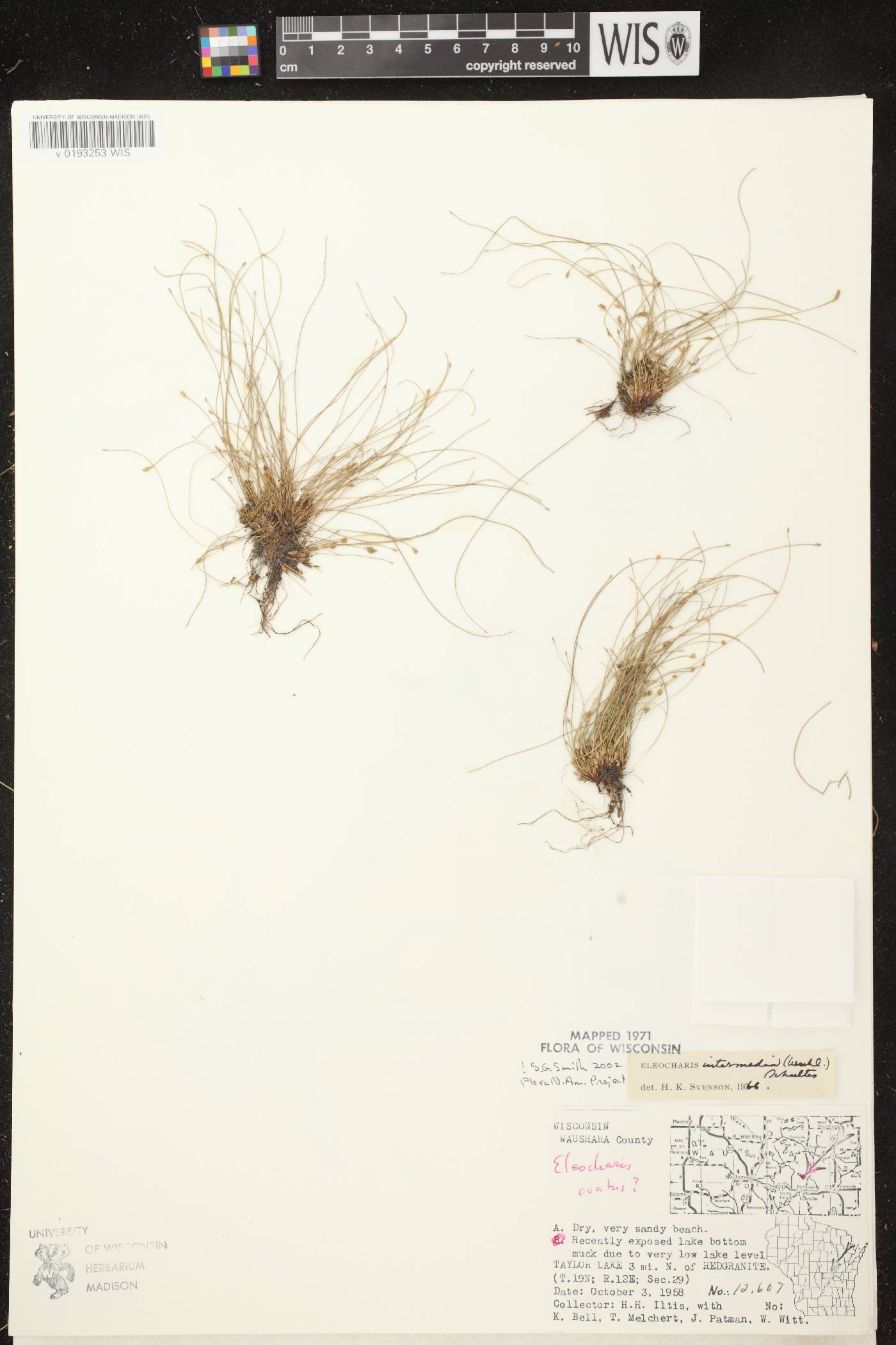 Eleocharis intermedia image