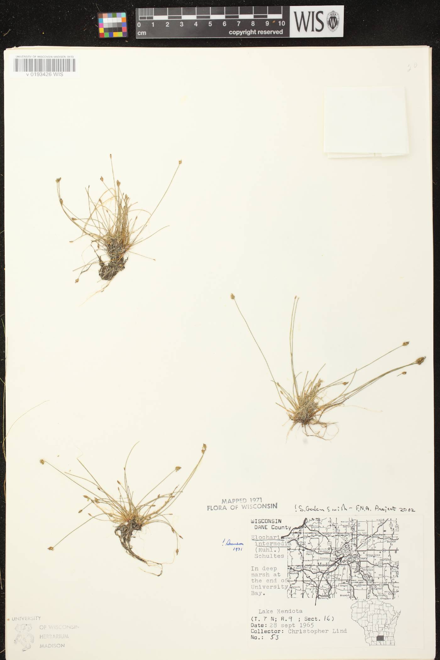 Eleocharis intermedia image