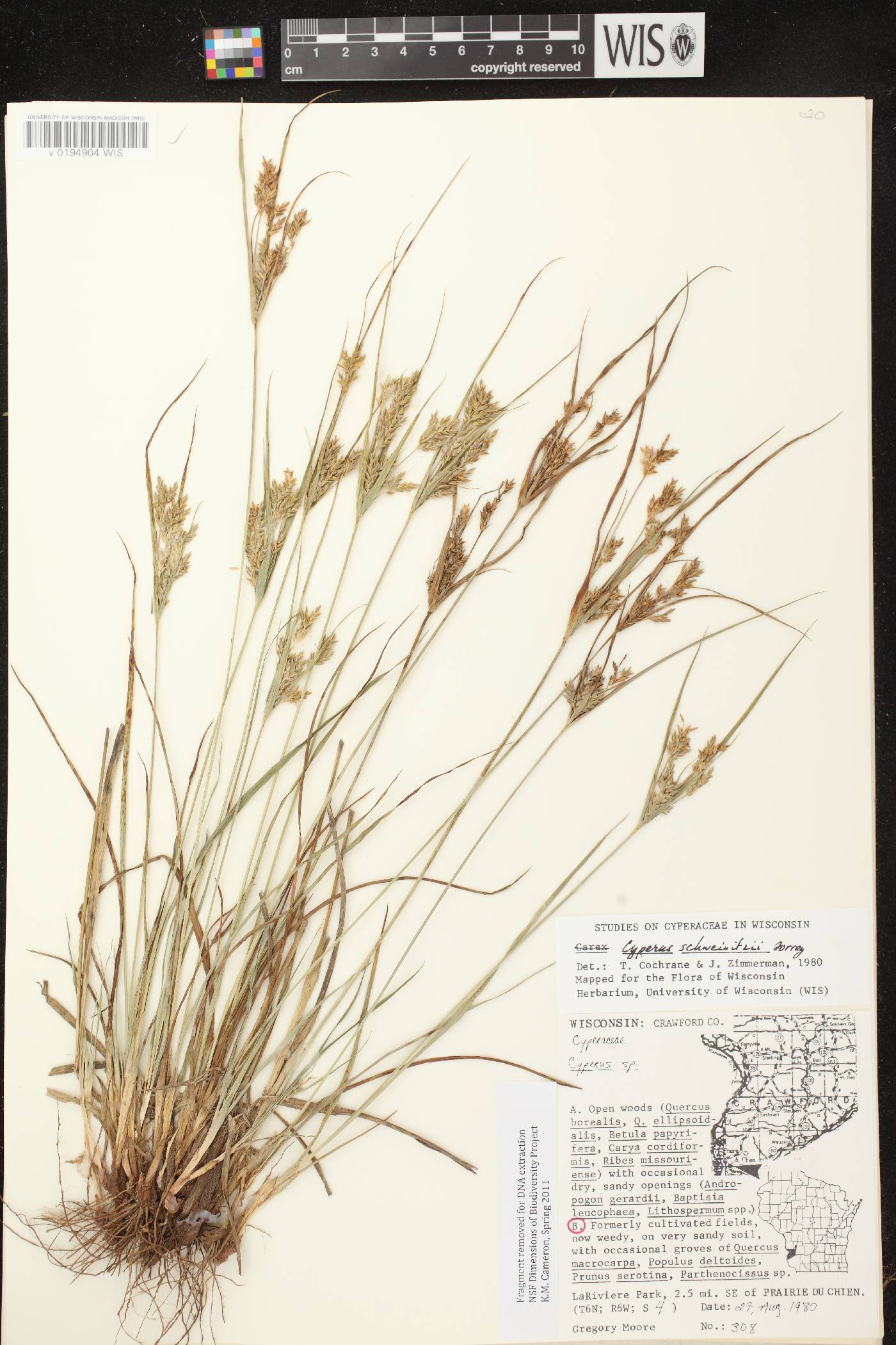 Cyperus schweinitzii image