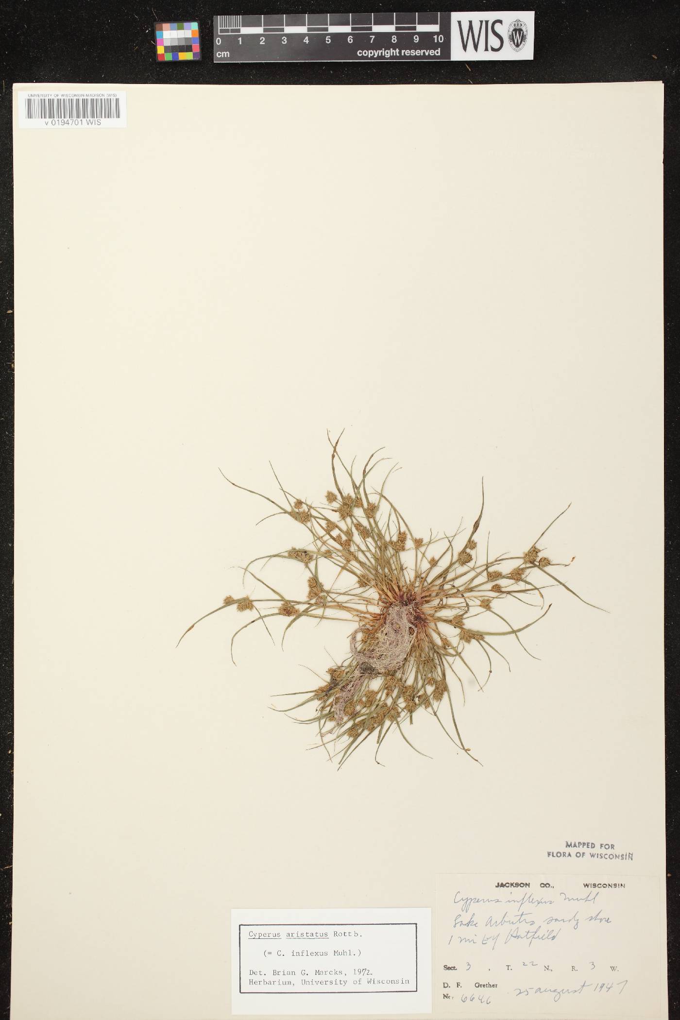 Cyperus squarrosus image