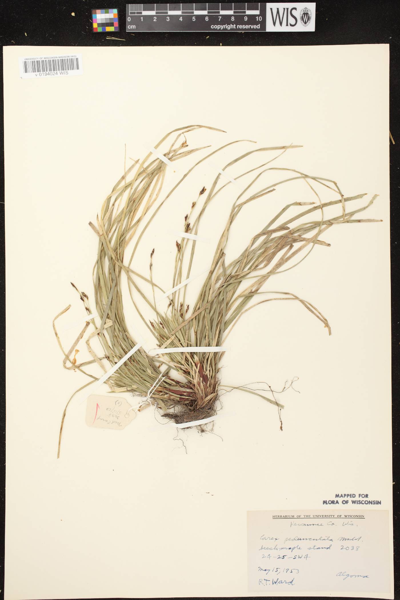 Carex pedunculata image
