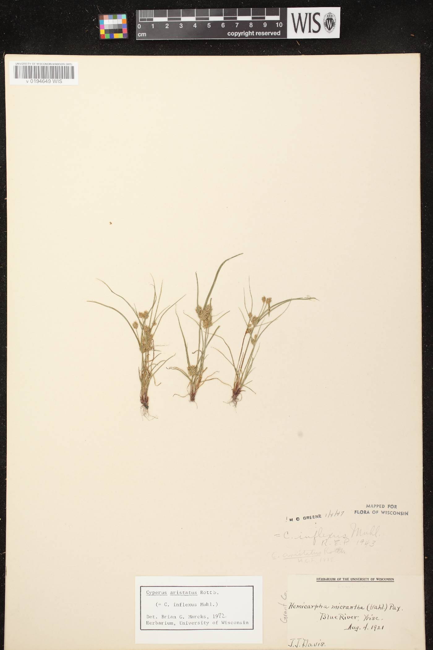 Cyperus squarrosus image