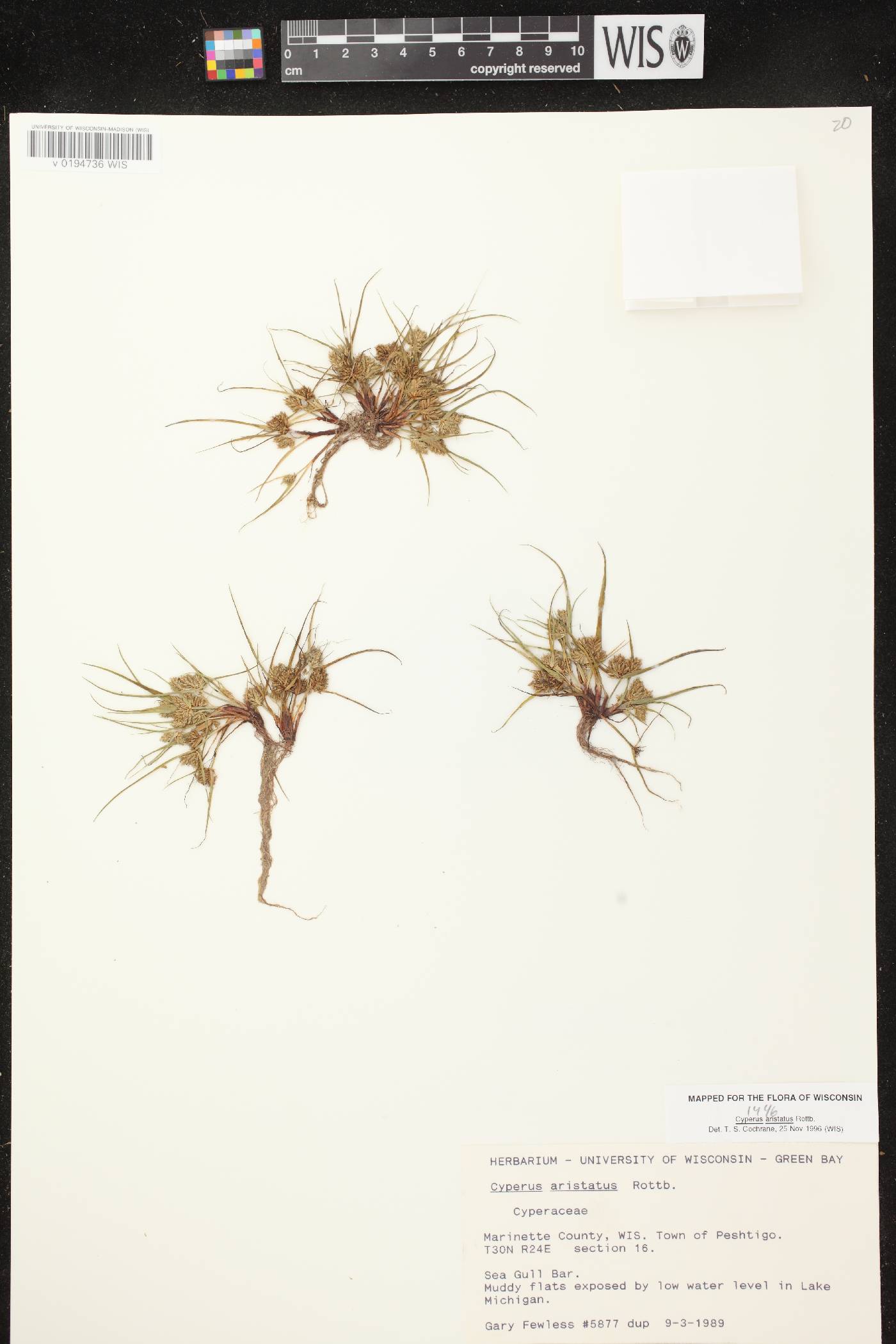 Cyperus squarrosus image