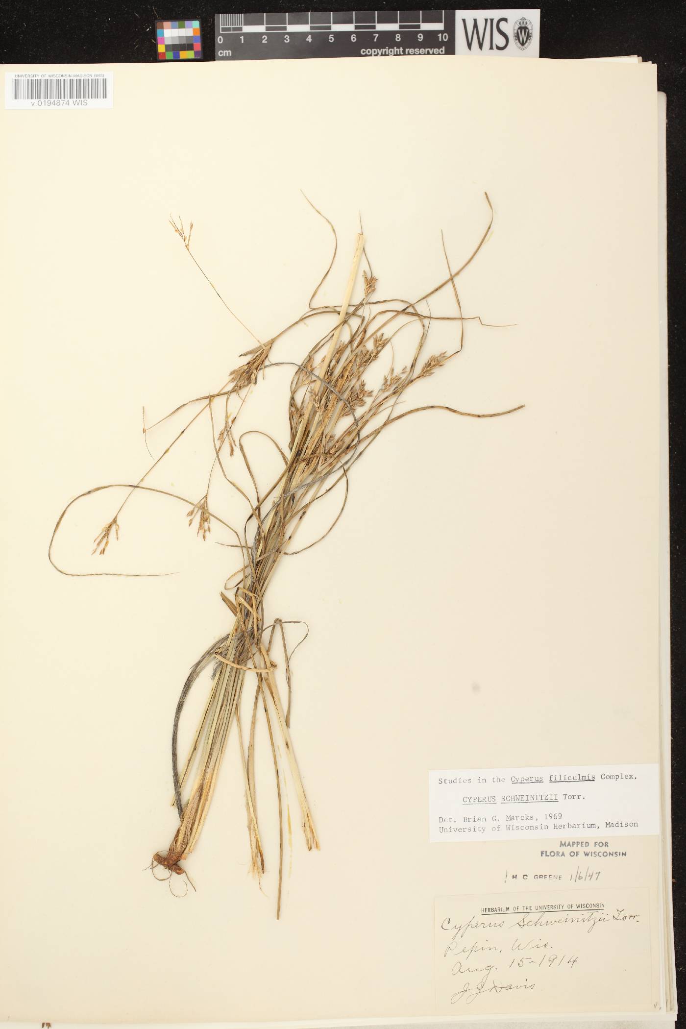 Cyperus schweinitzii image