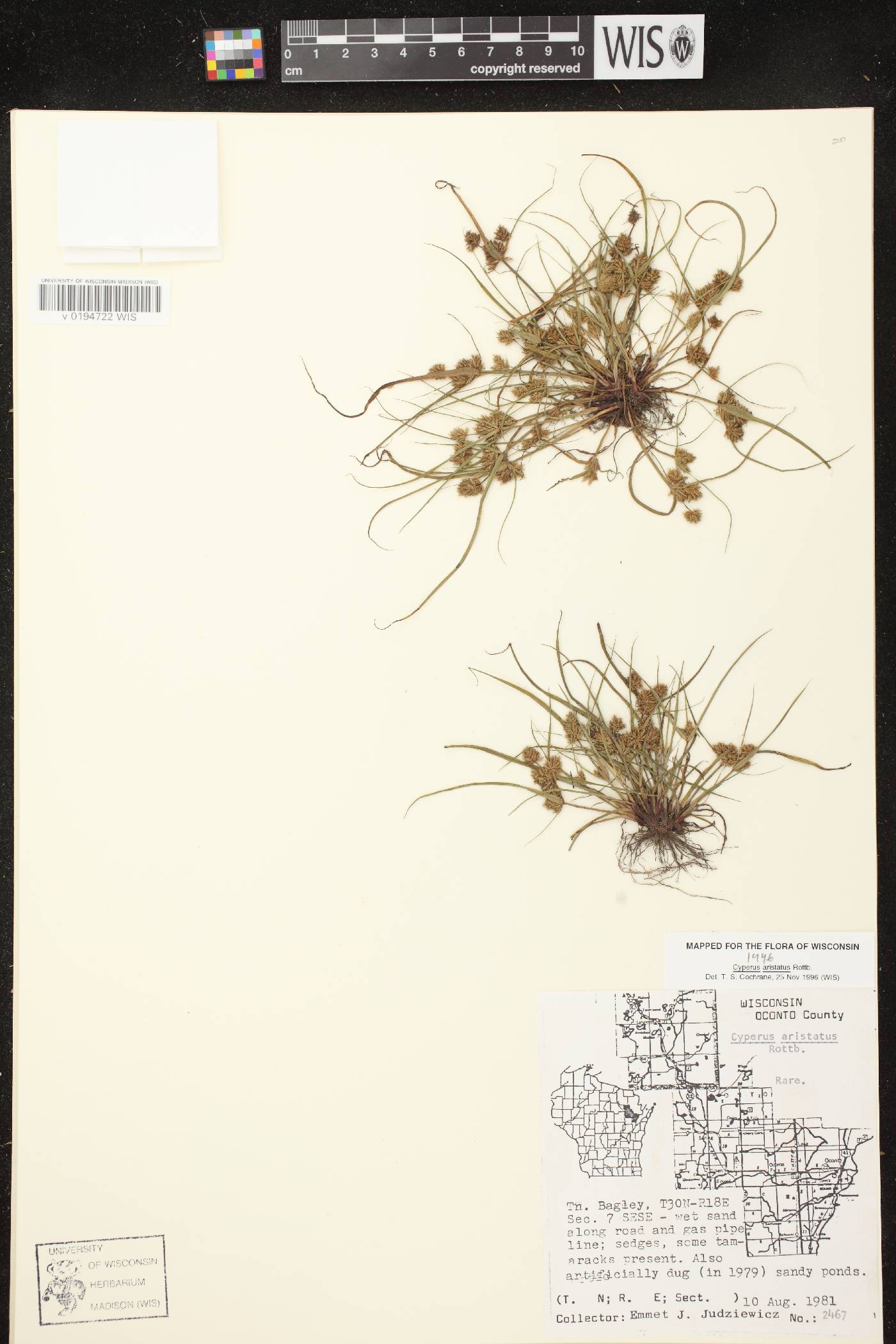 Cyperus squarrosus image