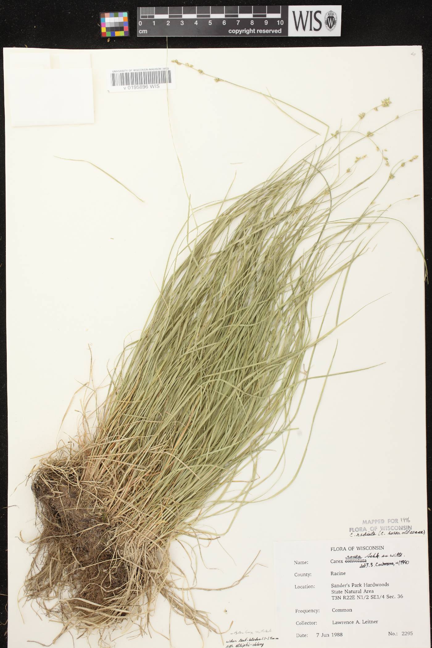 Carex radiata image