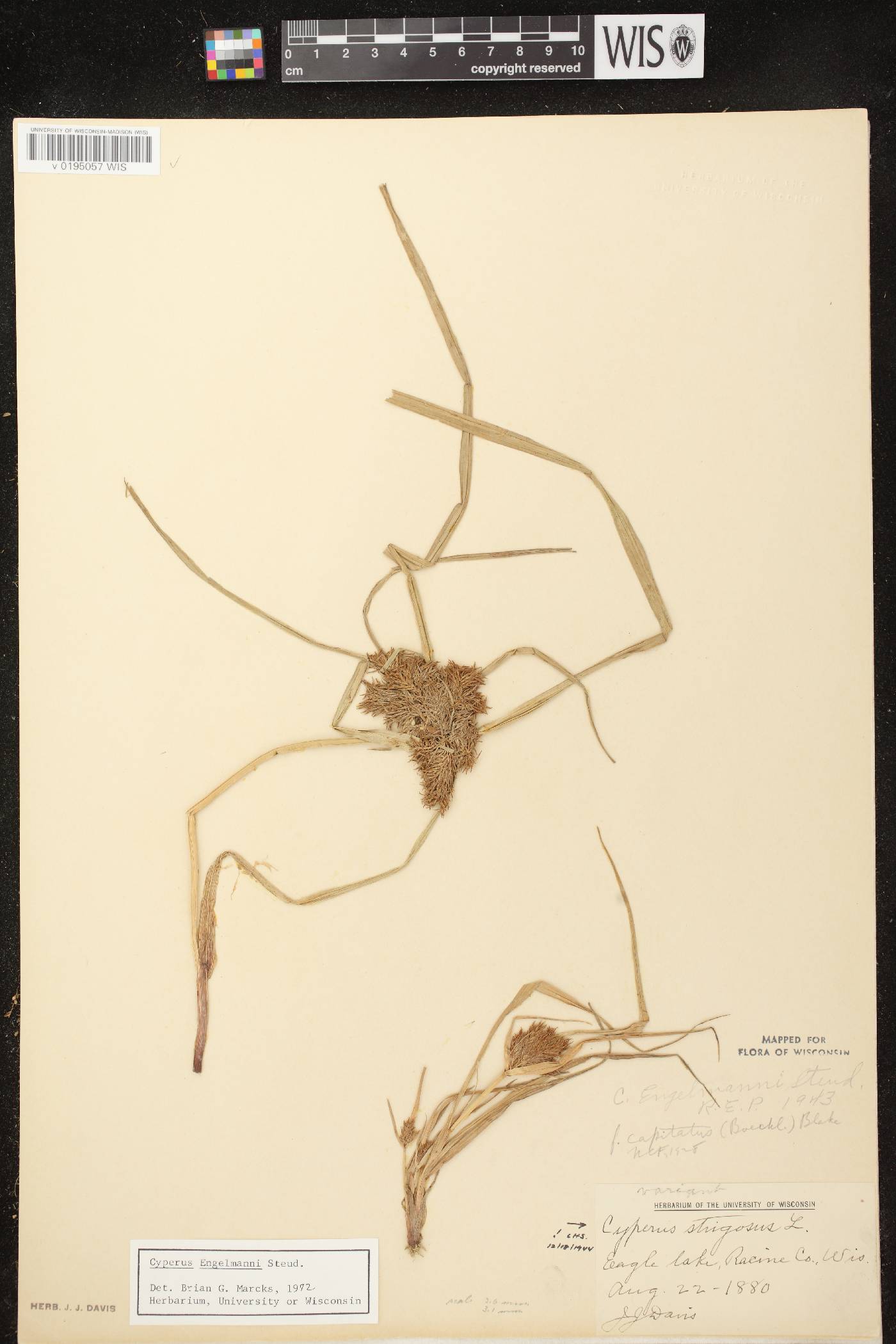 Cyperus odoratus image