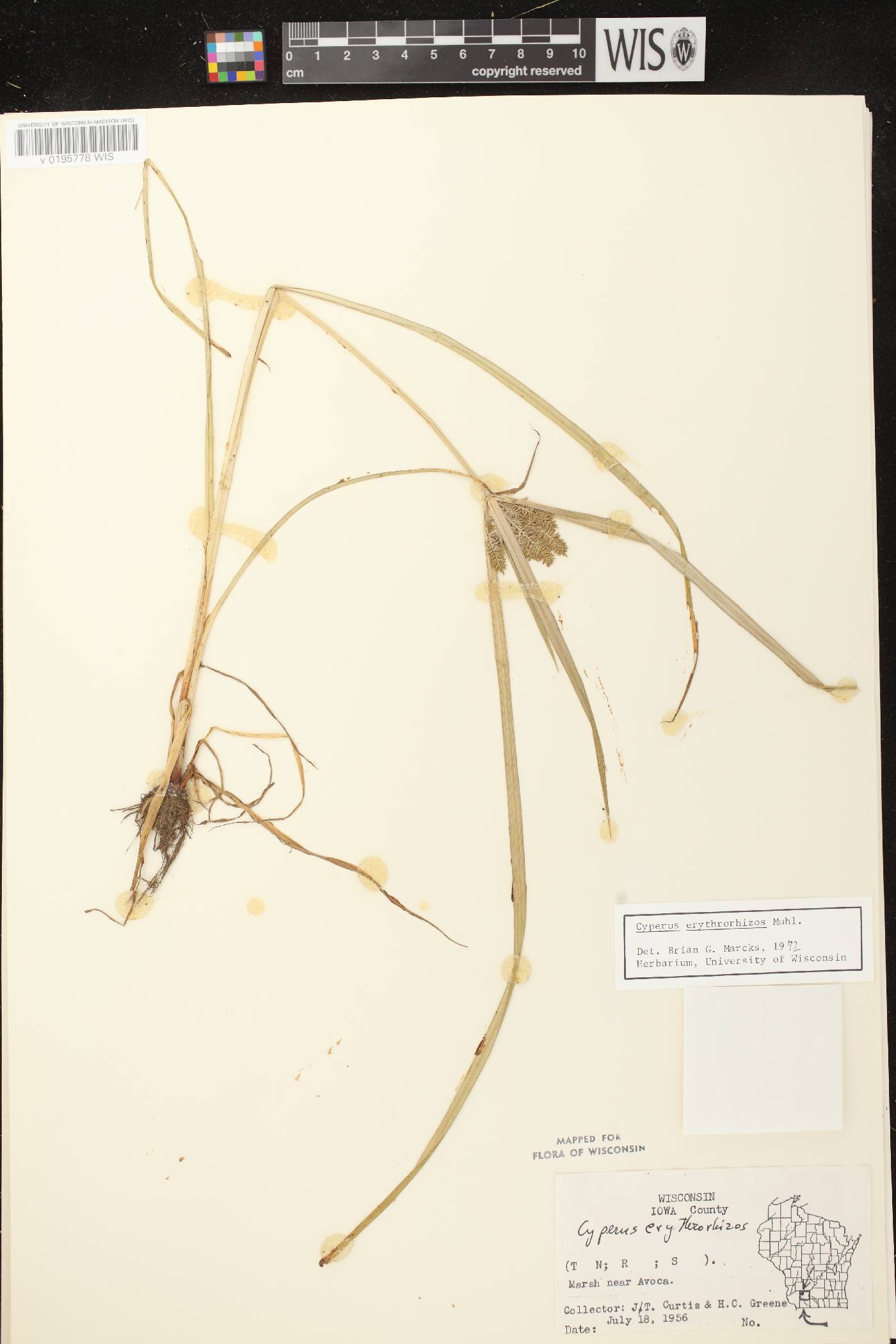 Cyperus erythrorhizos image