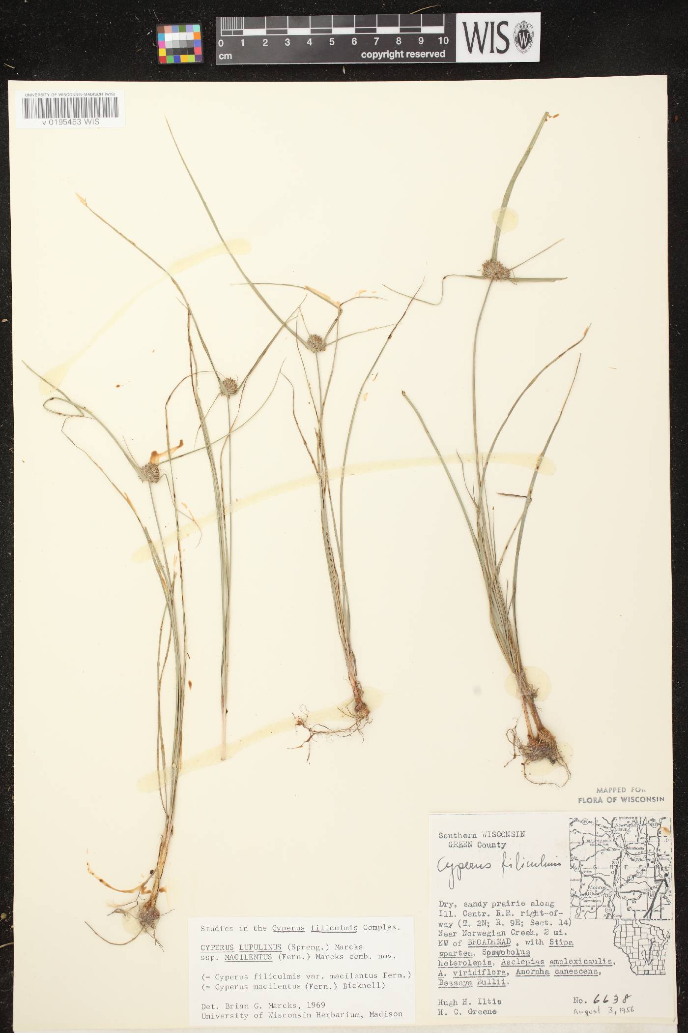 Cyperus lupulinus image