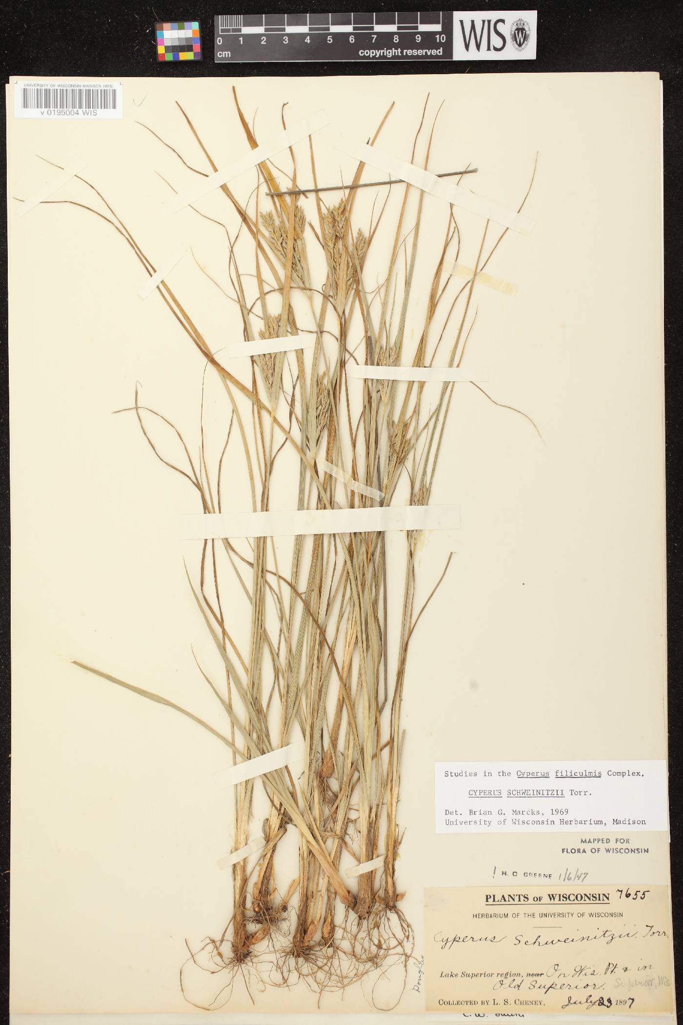 Cyperus schweinitzii image