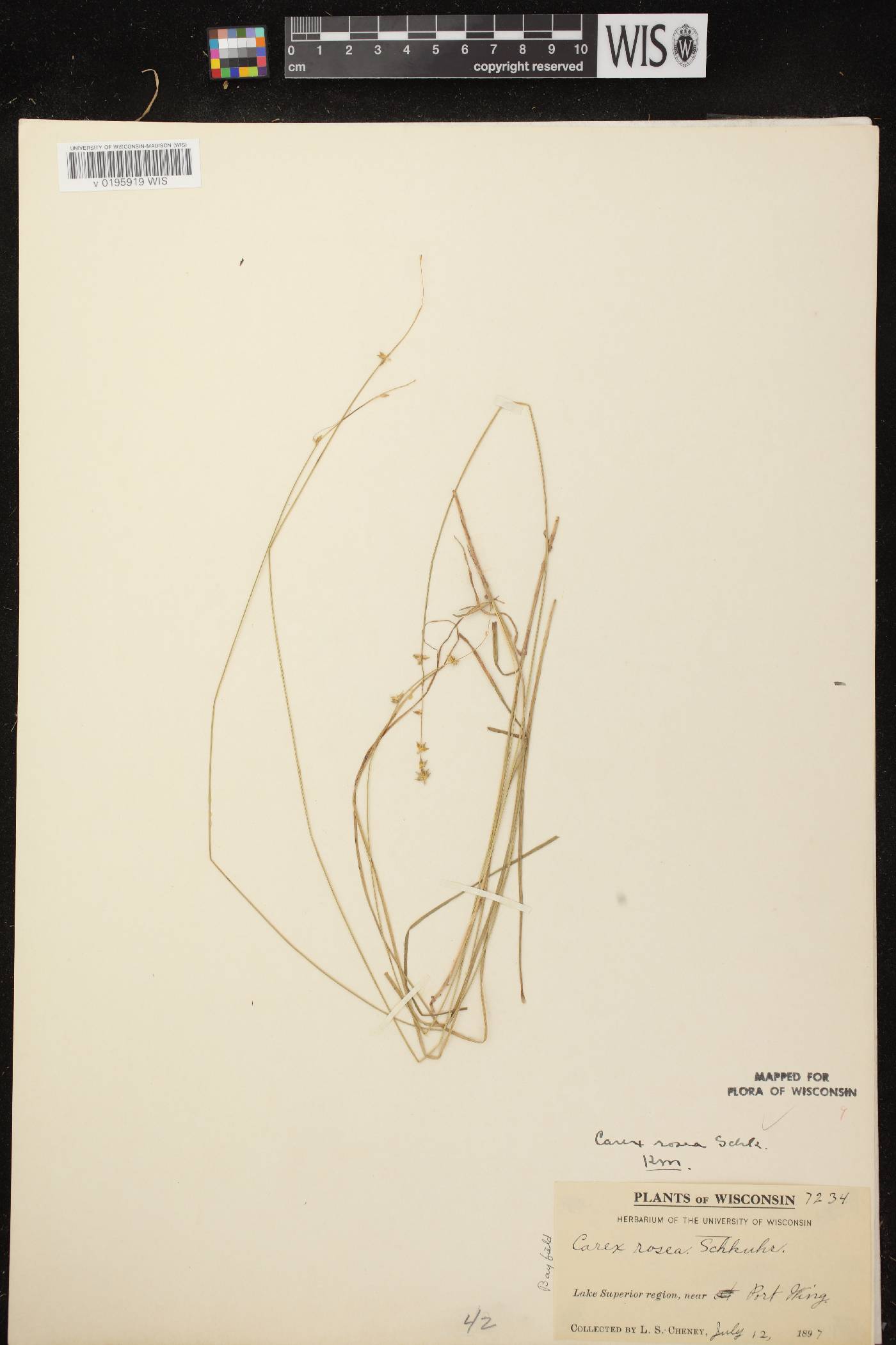 Carex radiata image
