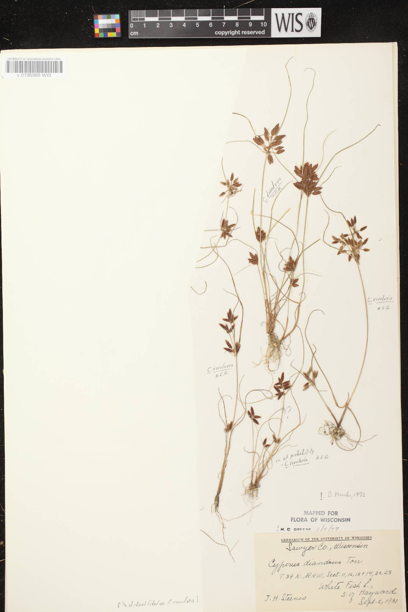 Cyperus diandrus image