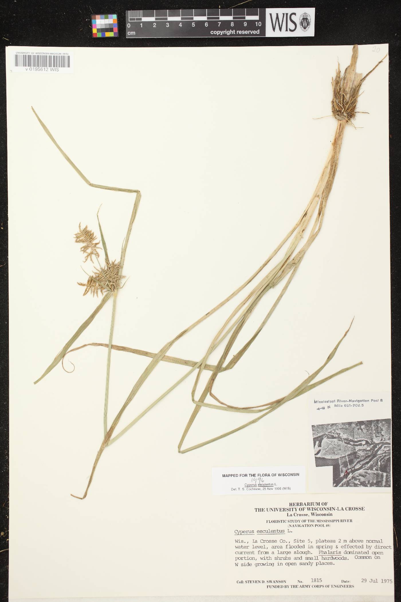 Cyperus esculentus var. leptostachyus image