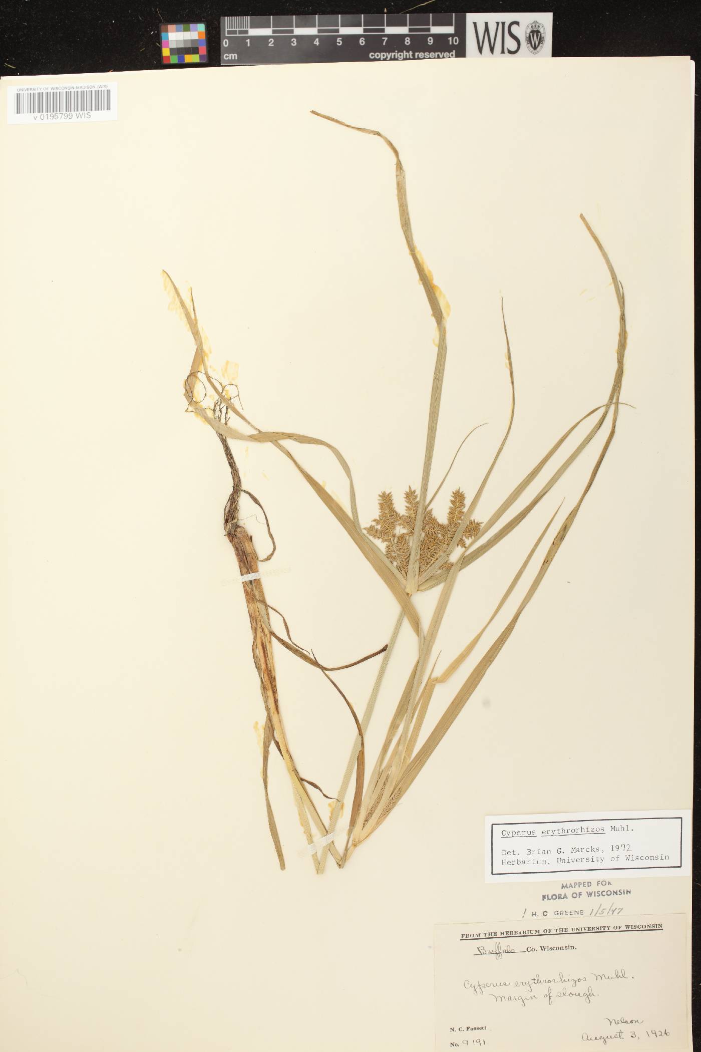 Cyperus erythrorhizos image