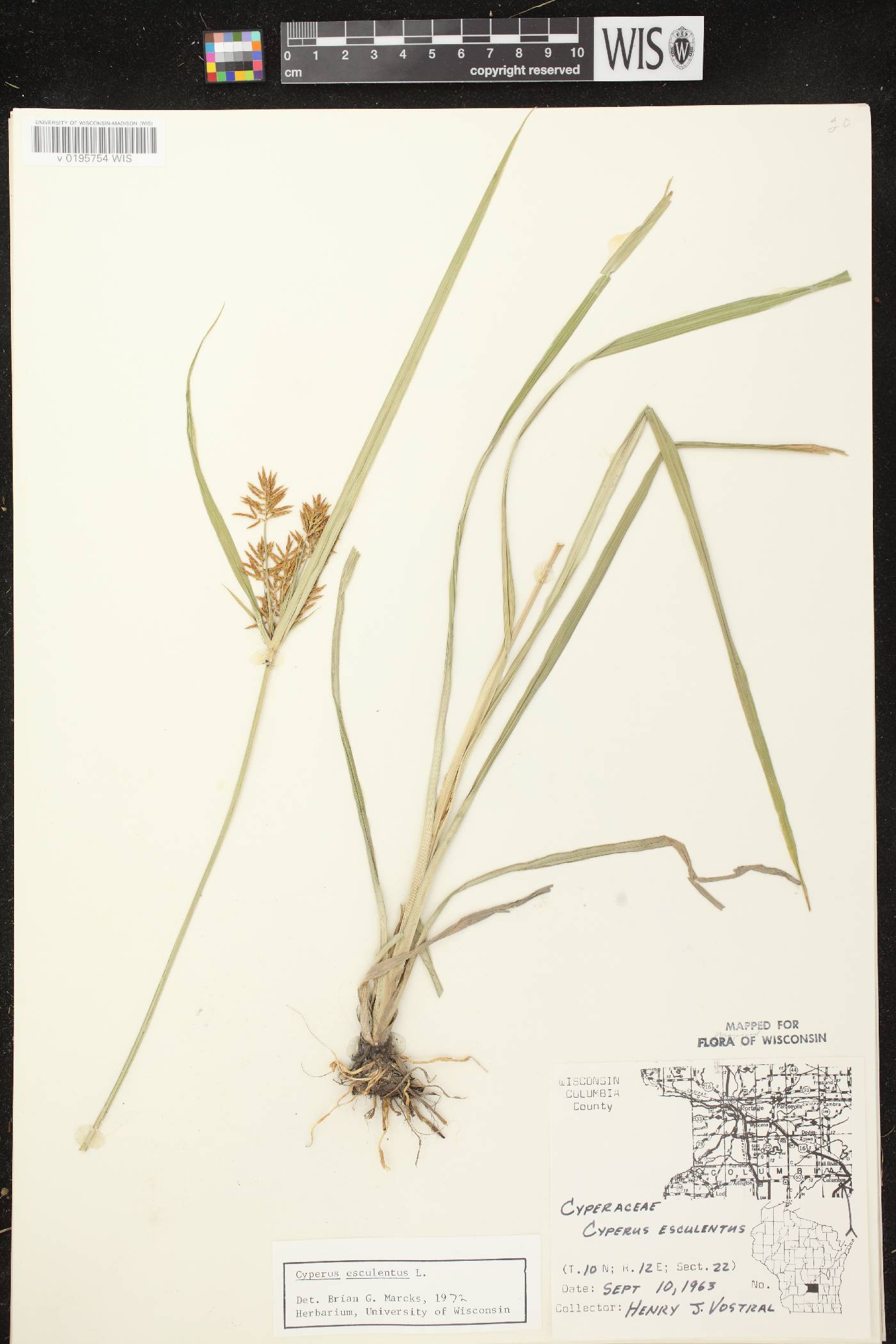 Cyperus esculentus var. leptostachyus image