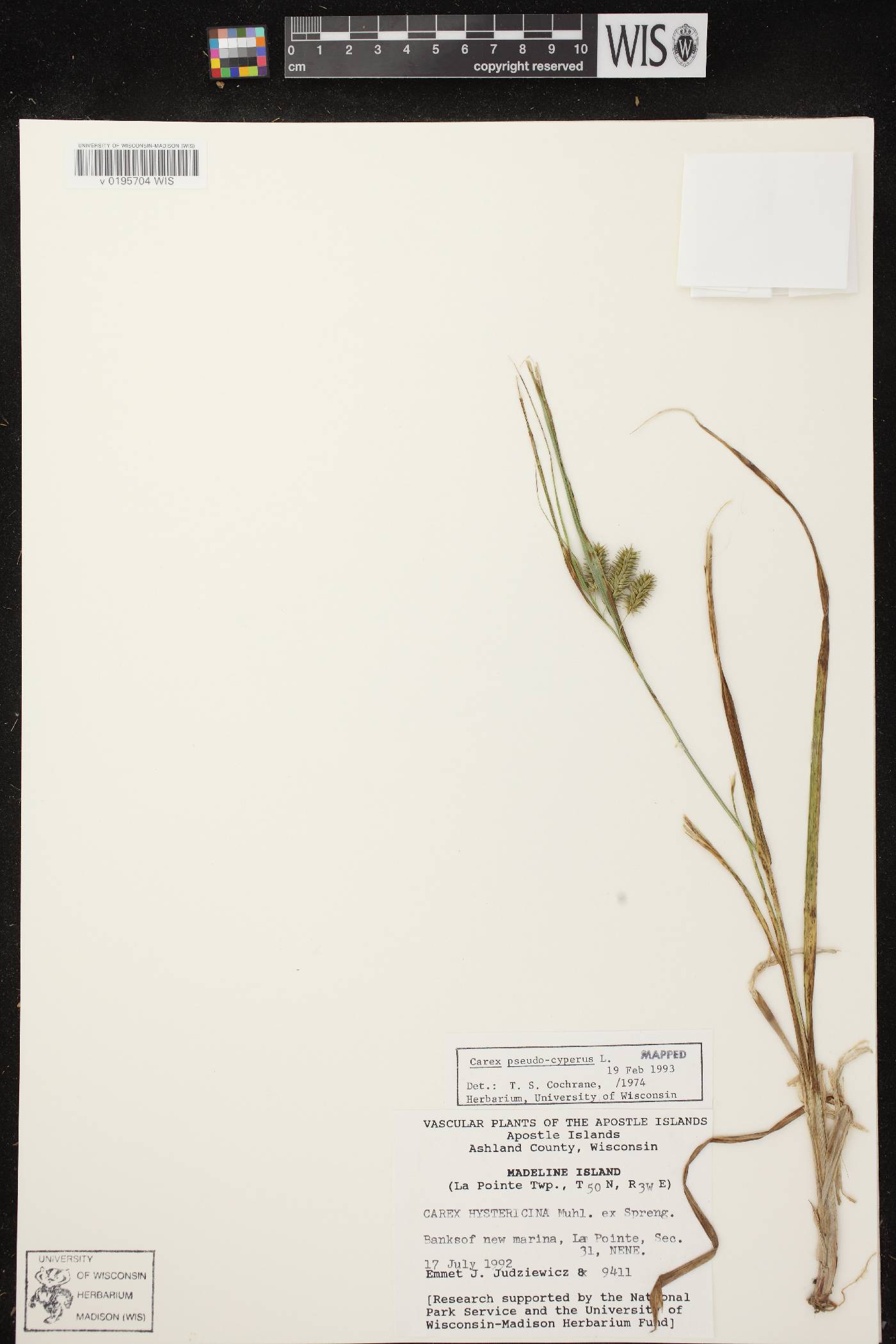 Carex pseudocyperus image