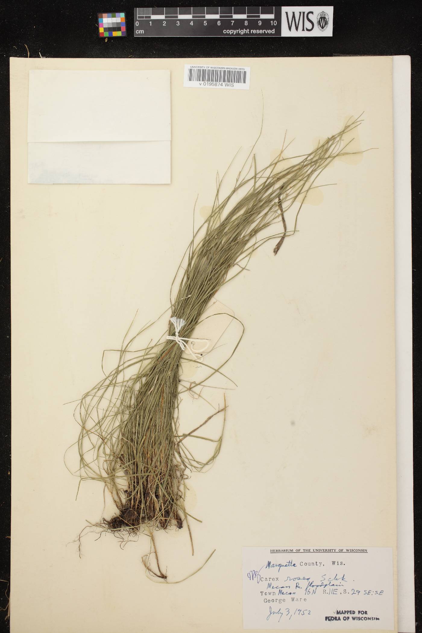 Carex radiata image