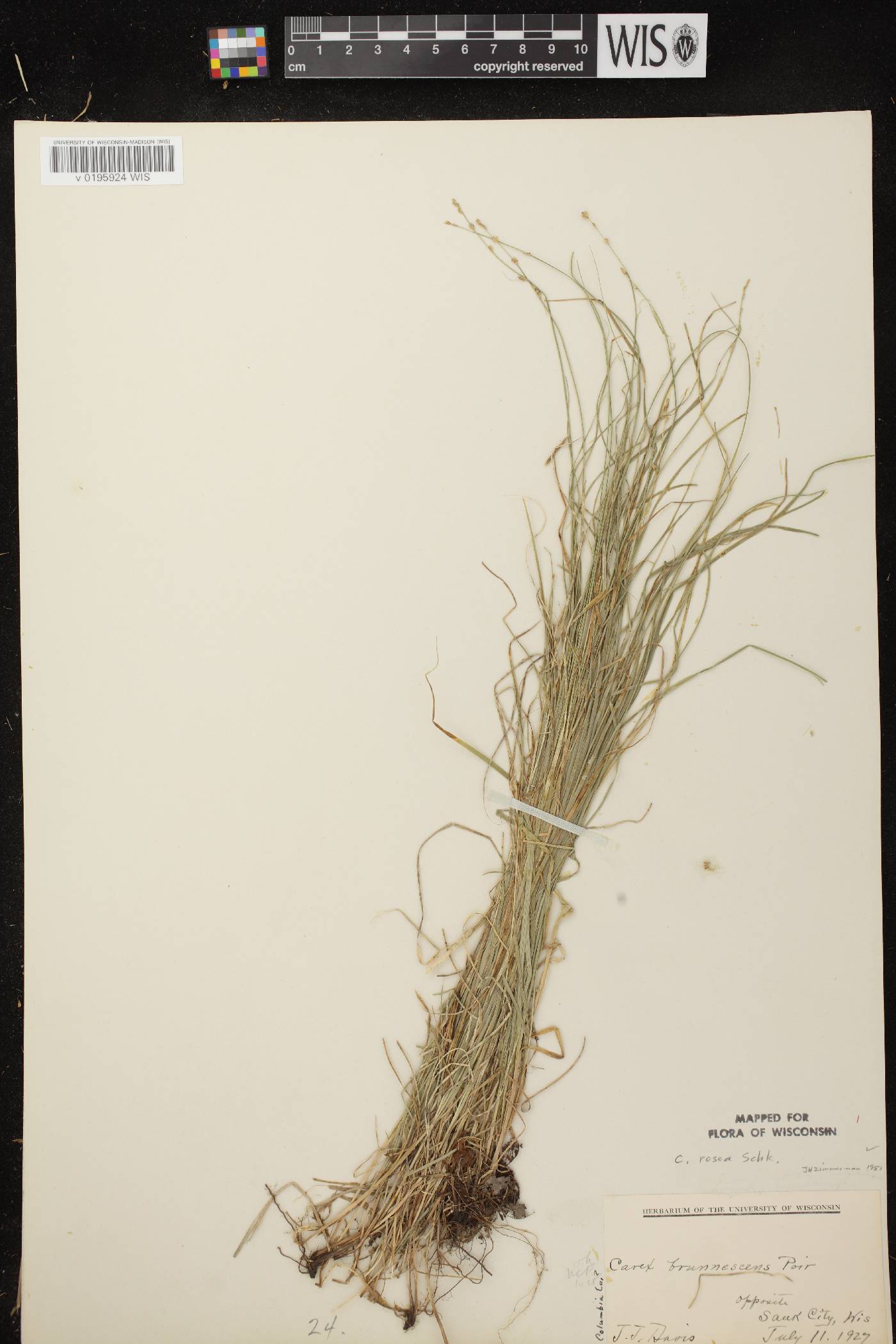 Carex radiata image
