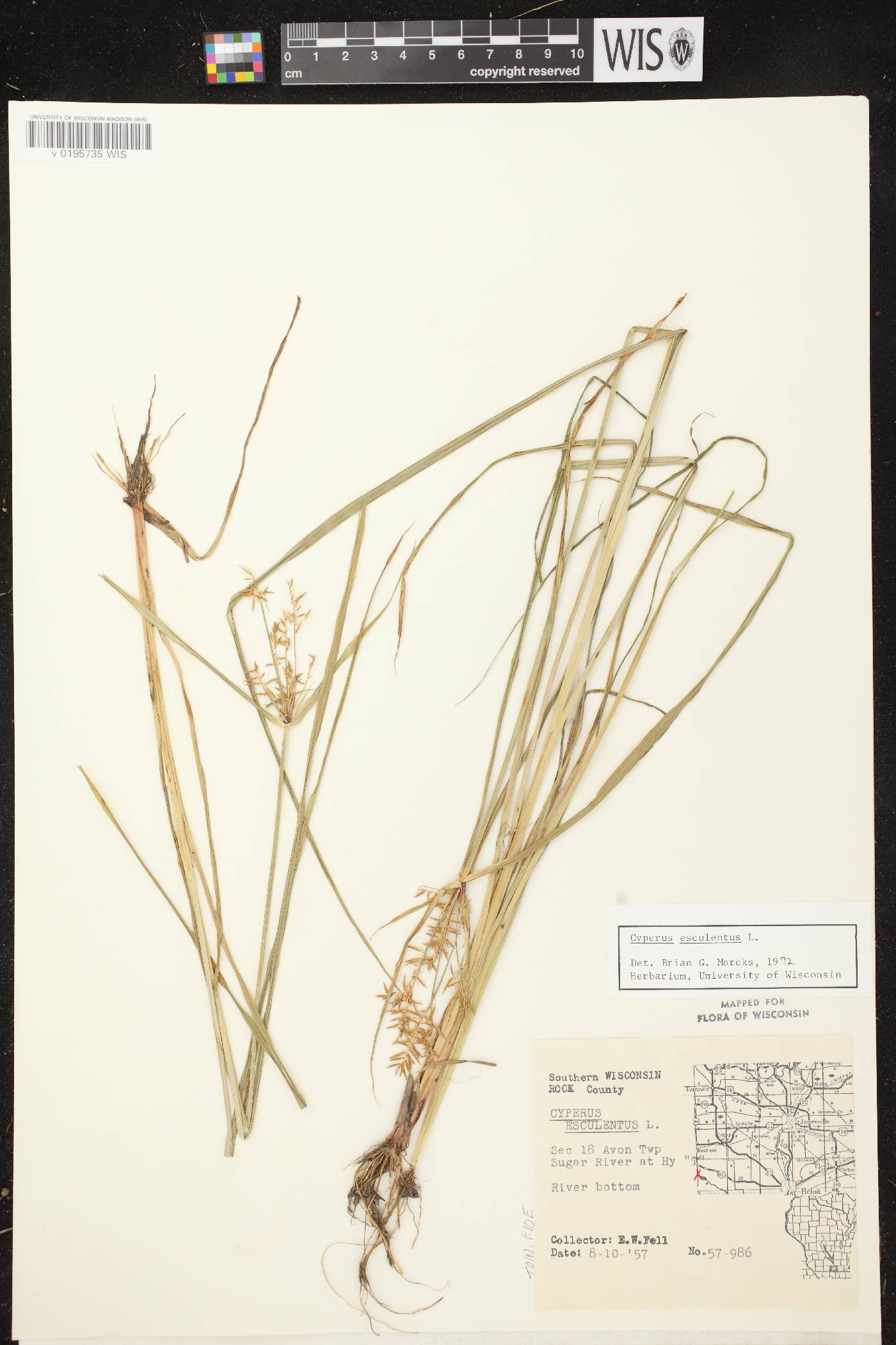 Cyperus esculentus var. leptostachyus image
