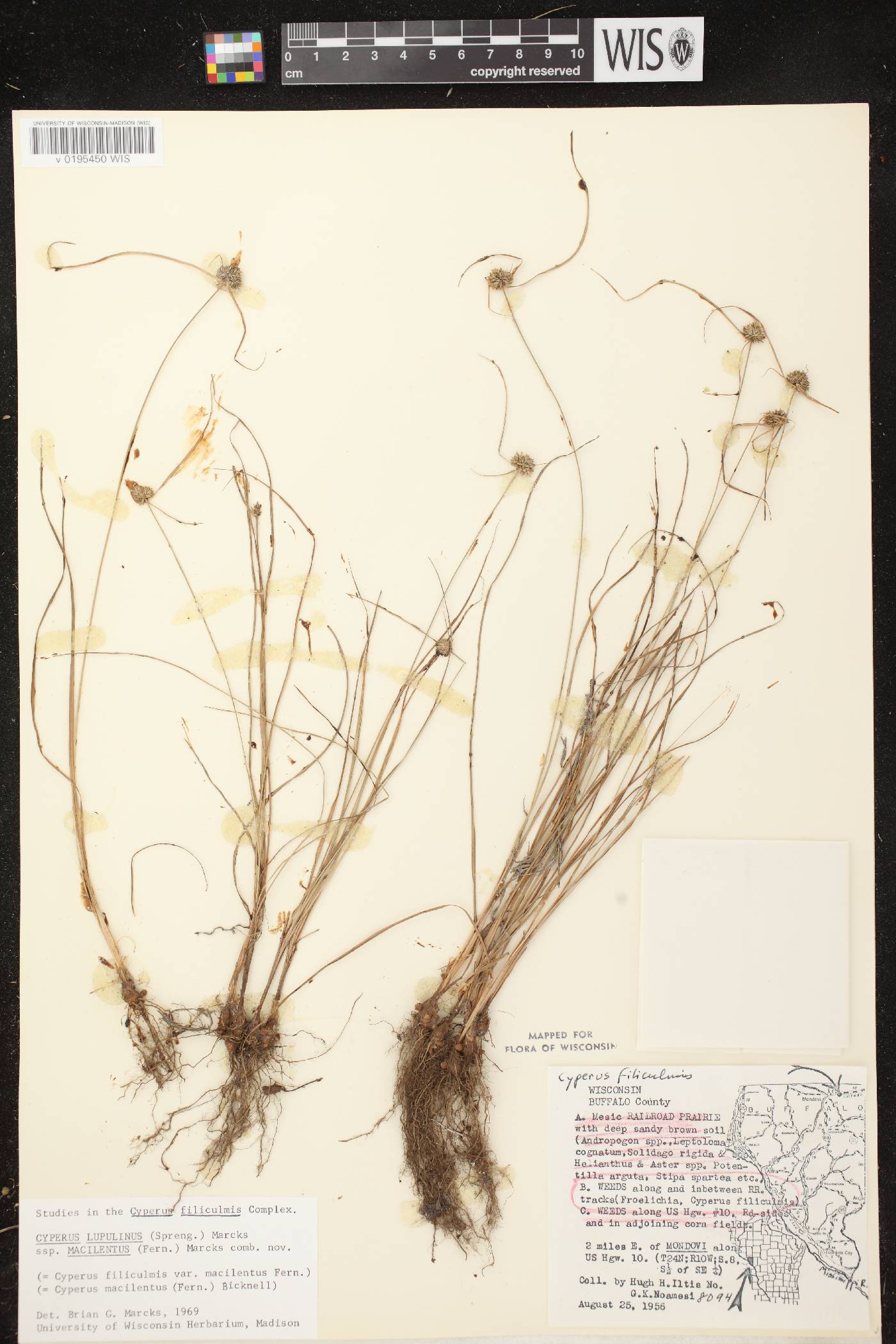 Cyperus lupulinus subsp. macilentus image