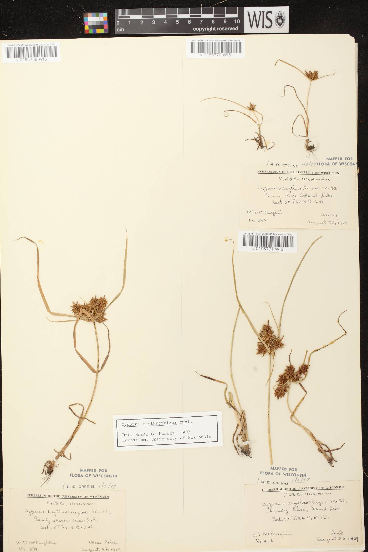 Cyperus erythrorhizos image