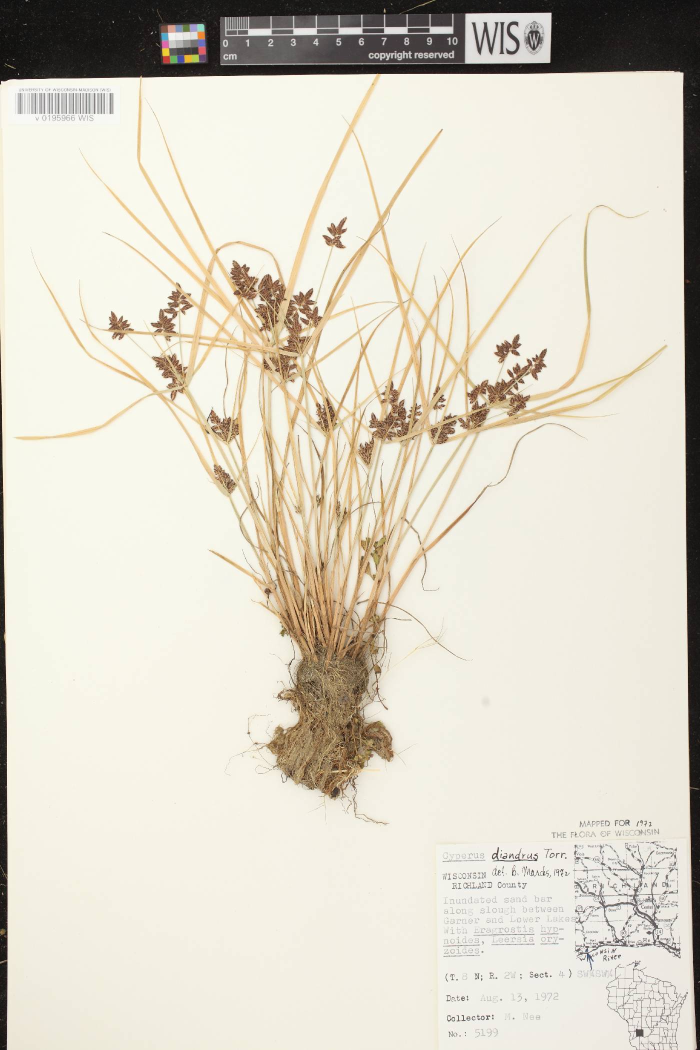 Cyperus diandrus image