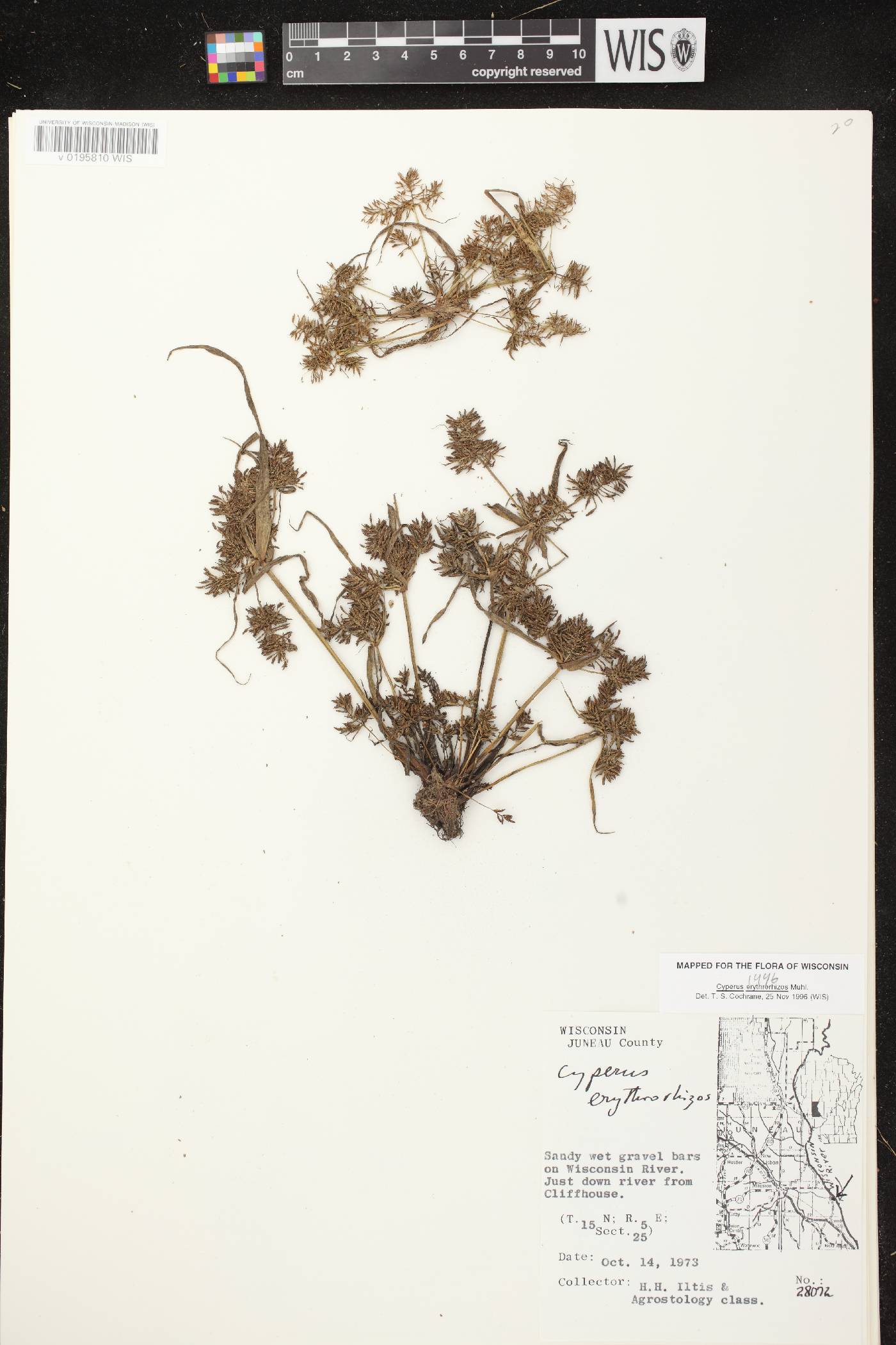 Cyperus erythrorhizos image