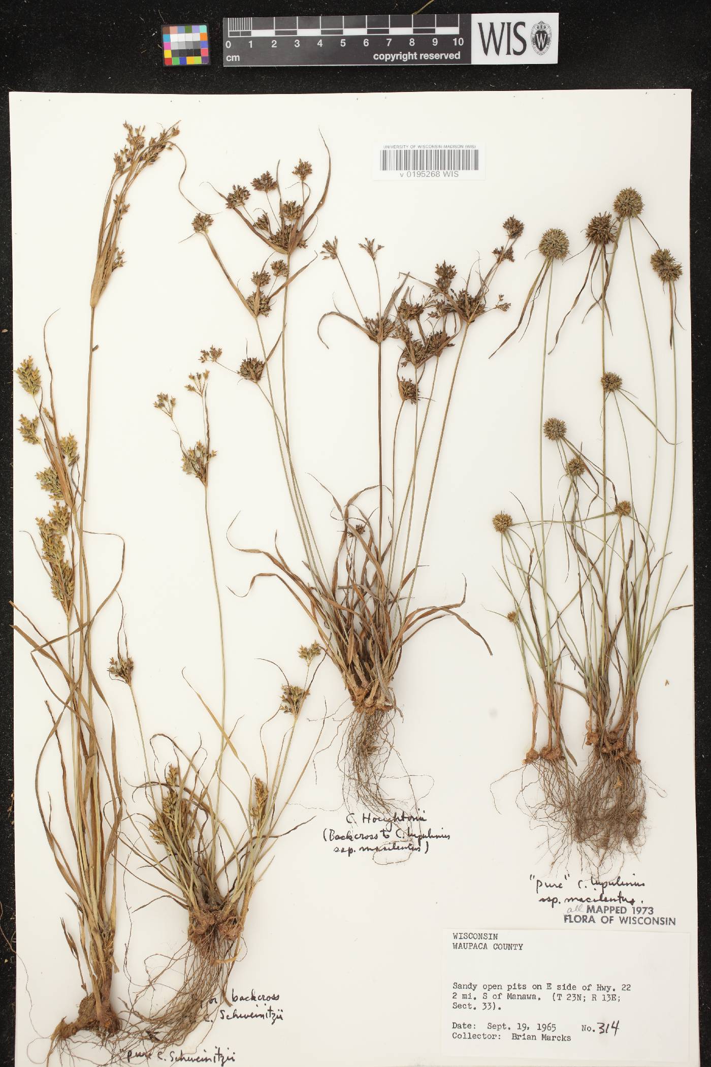 Cyperus lupulinus subsp. macilentus X C. schweinitzii image