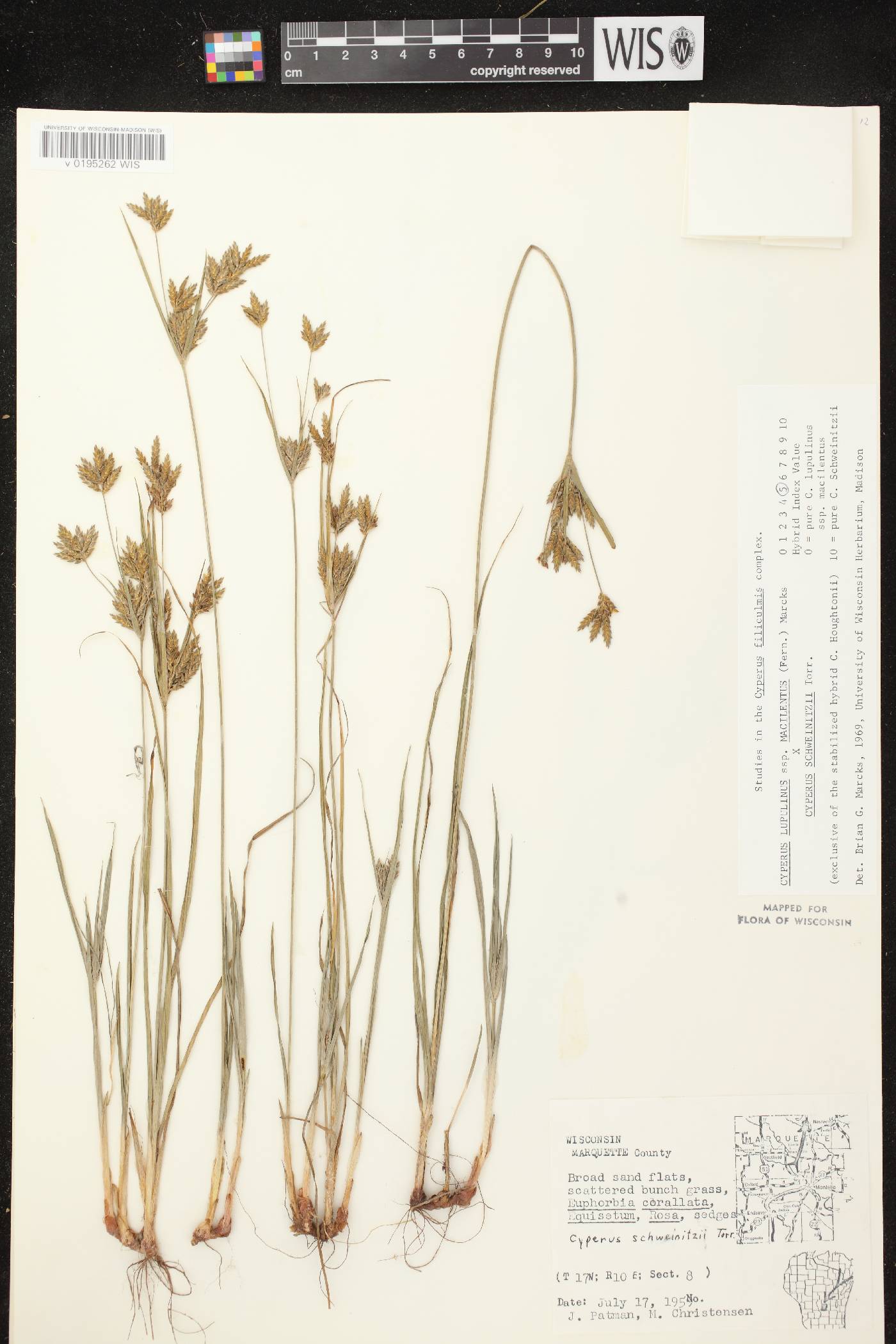 Cyperus lupulinus image