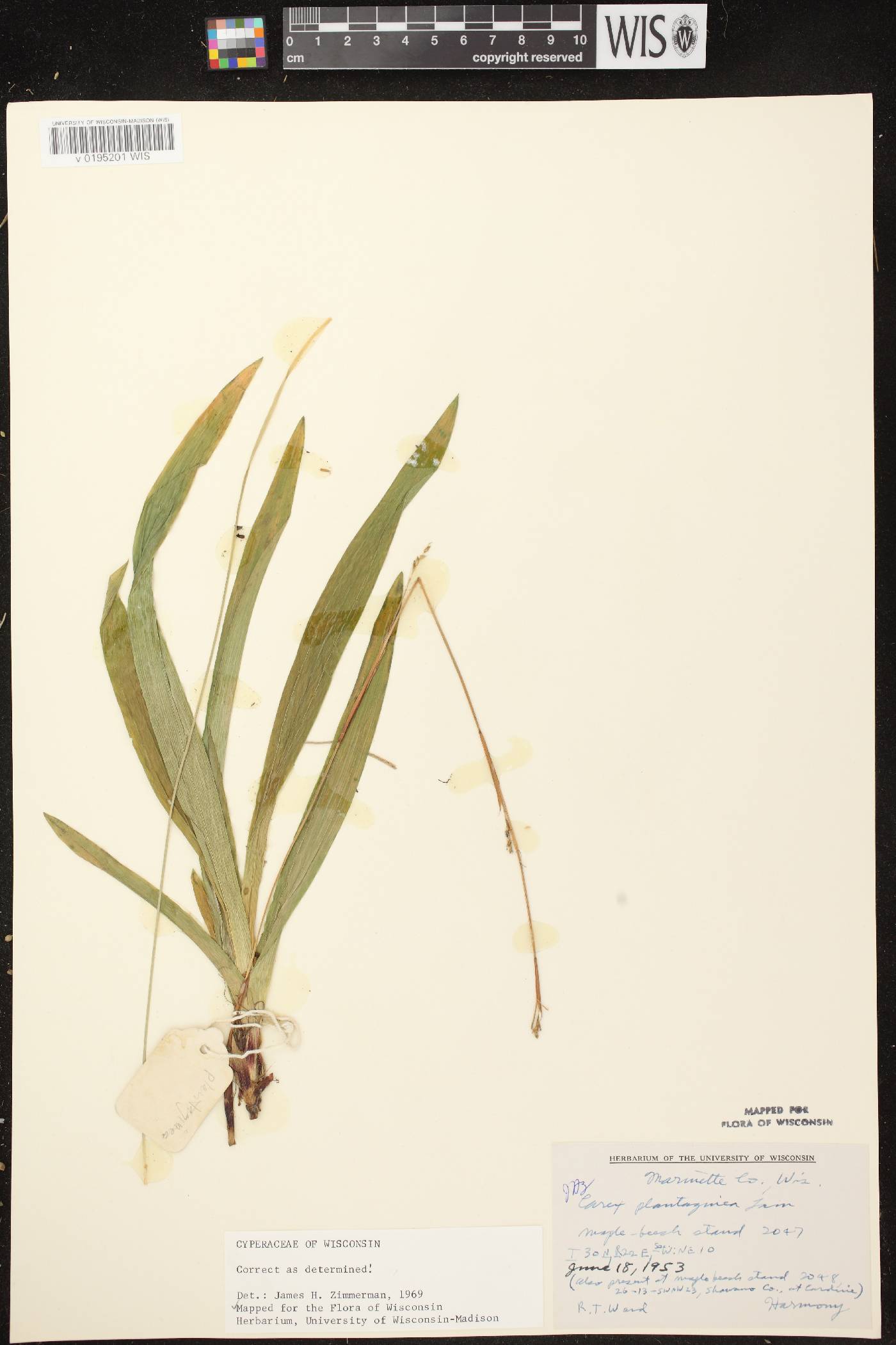 Carex plantaginea image