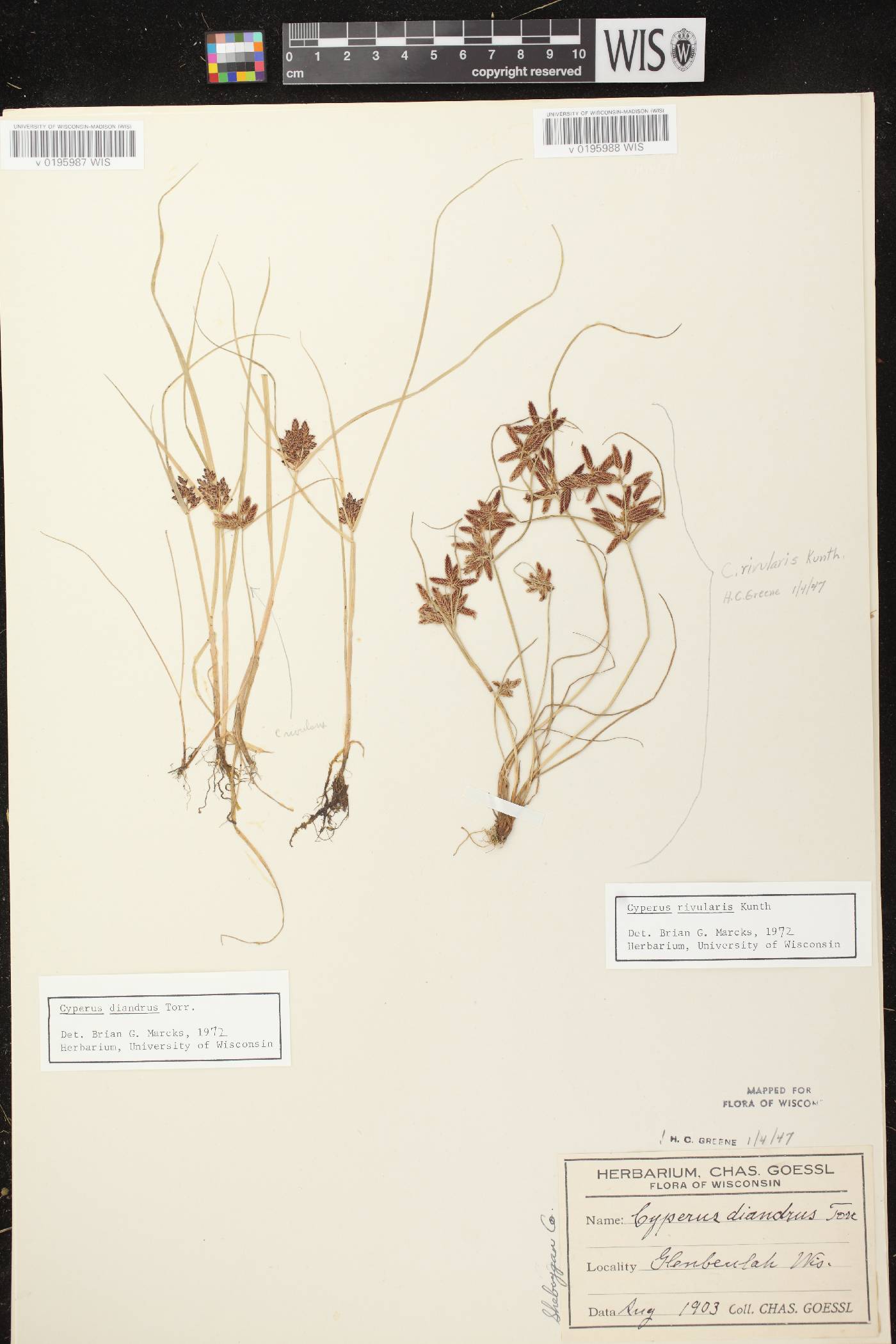 Cyperus bipartitus image