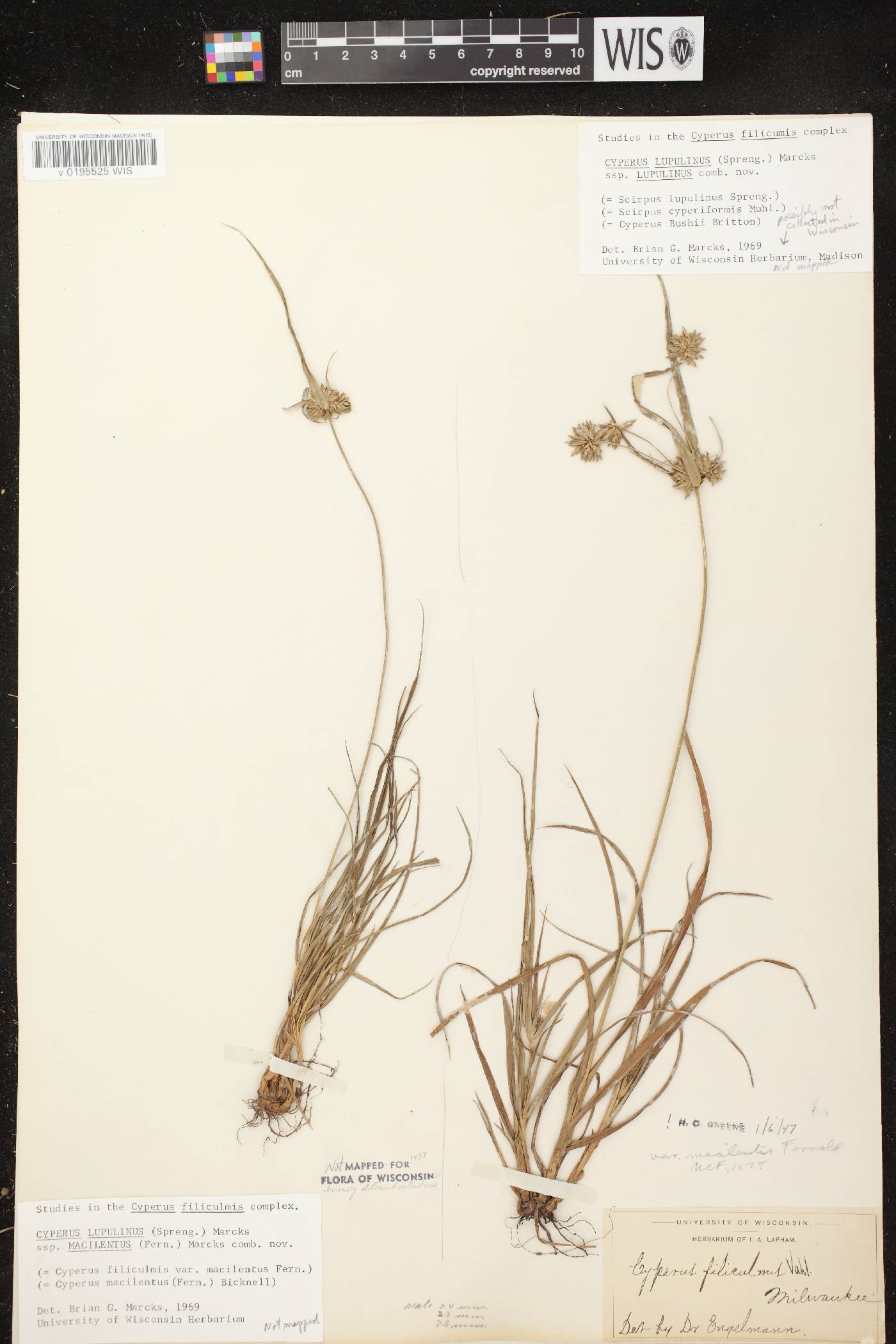 Cyperus lupulinus subsp. lupulinus image